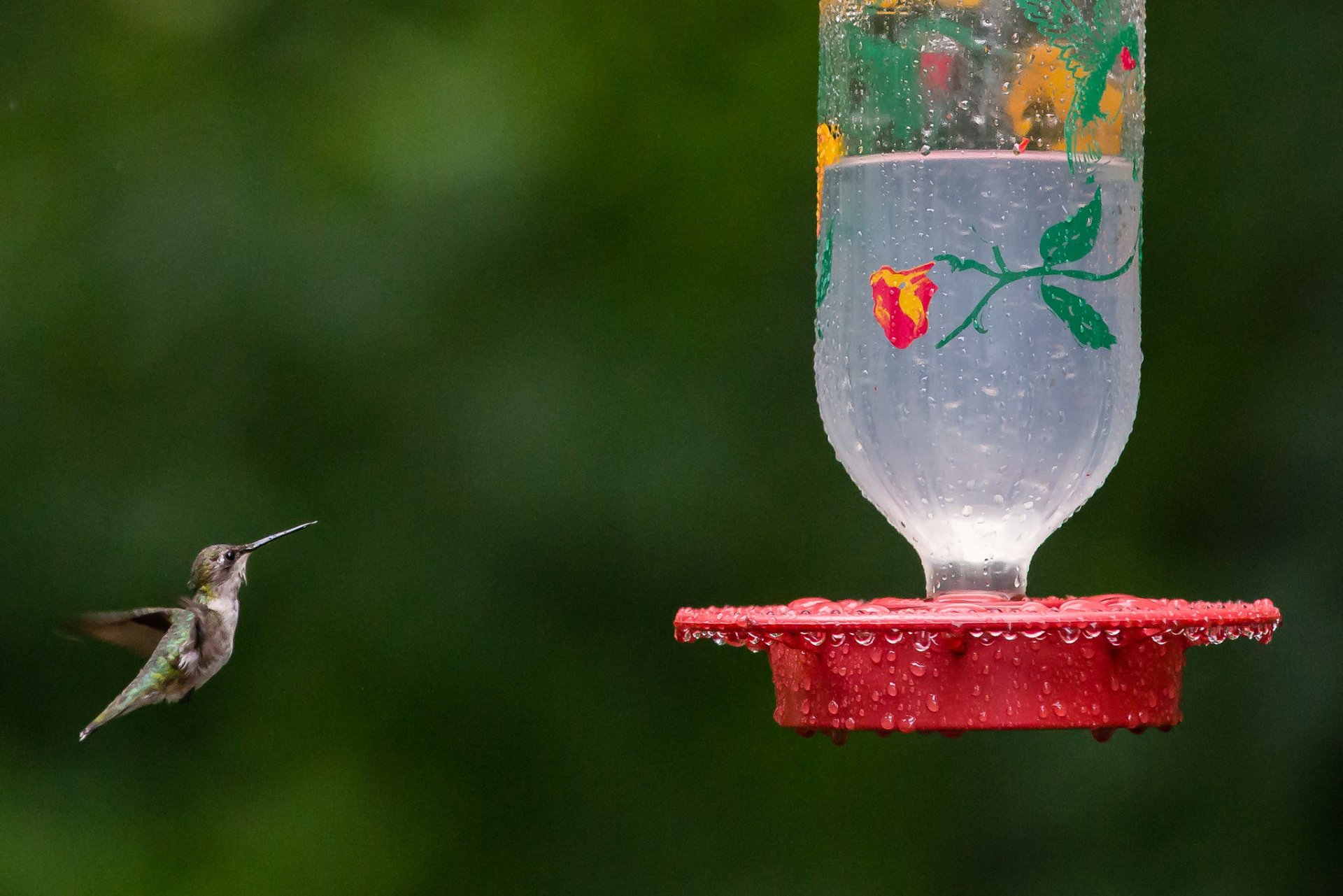 Hummingbirds in Kentucky