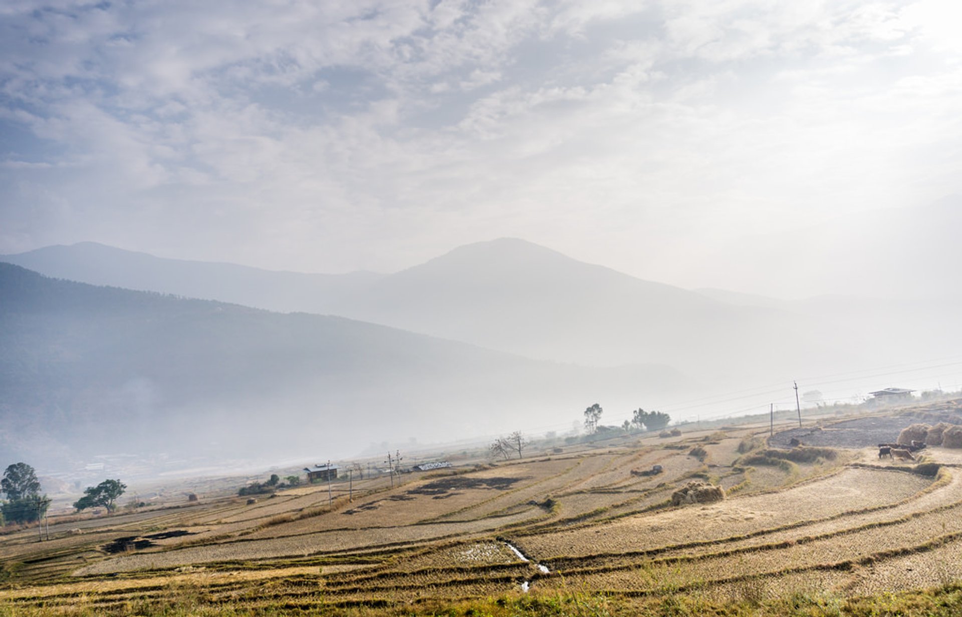 Rice Harvest