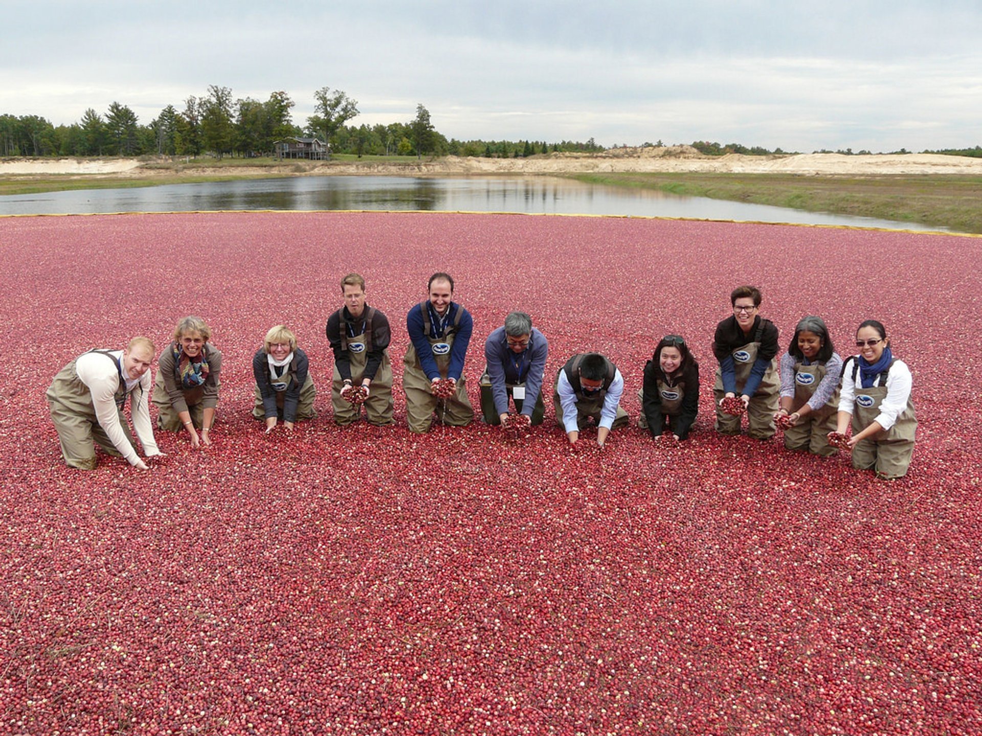 Wisconsin Moosbeeren-Ernte