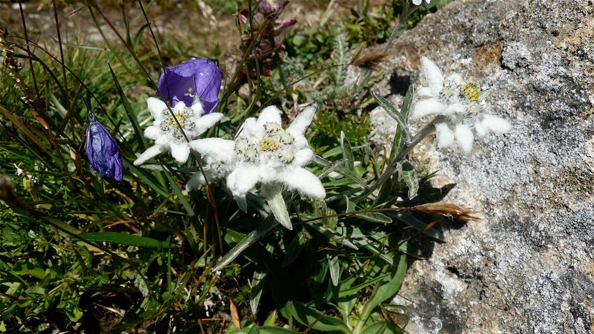 Herbes alpines