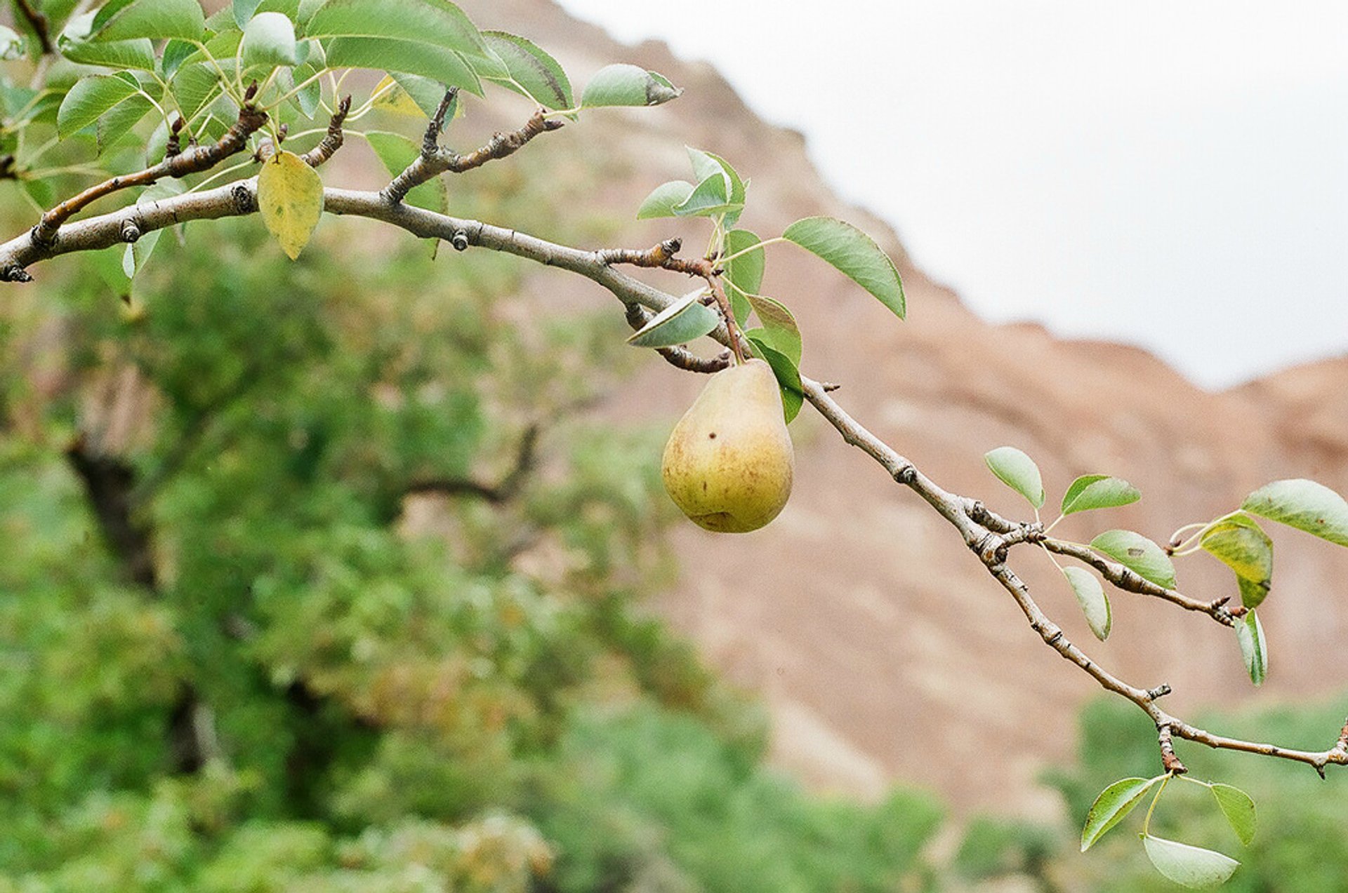 Capitol Reef Orchards