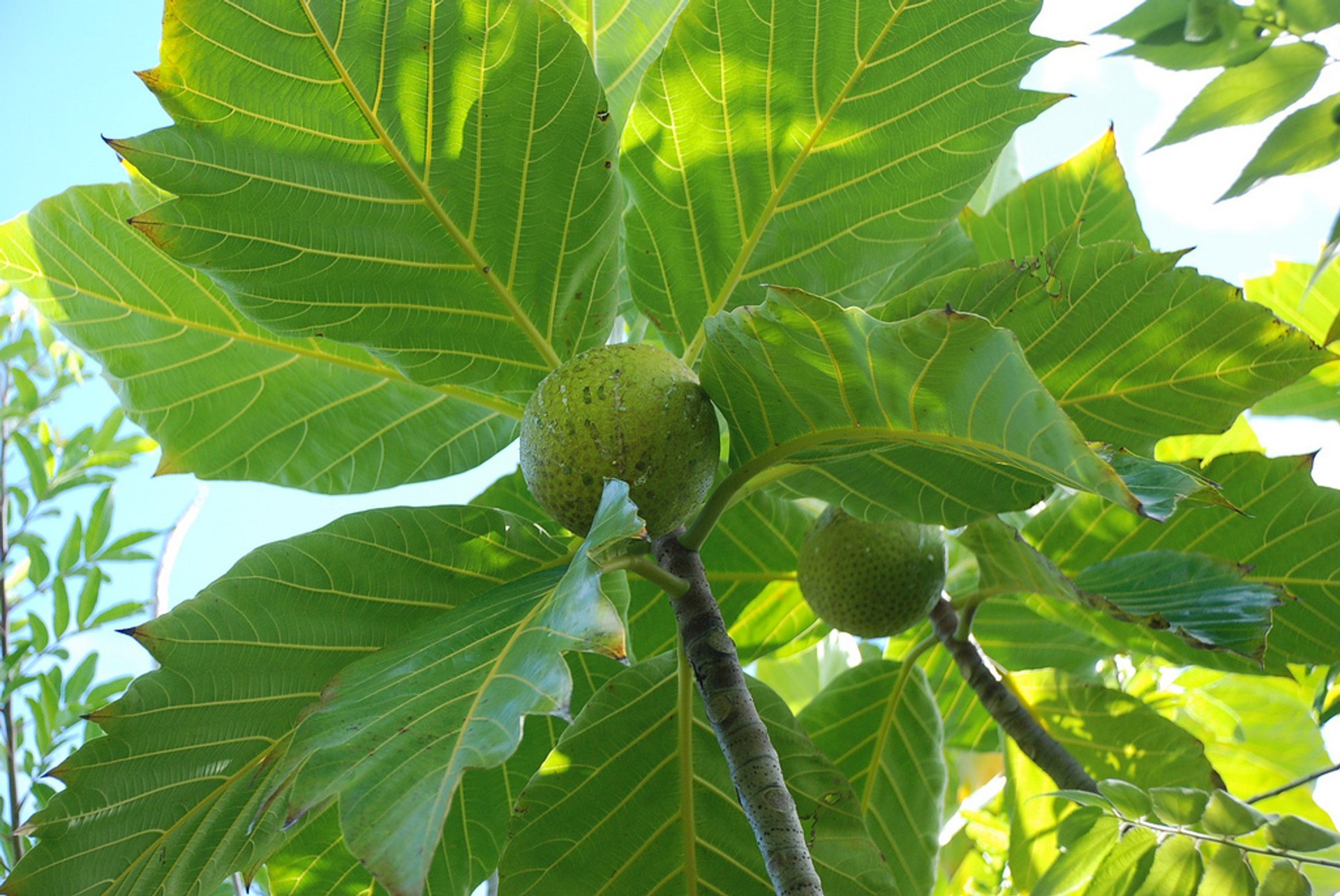 Fruto de pan polinesio (Uru o Ulu)