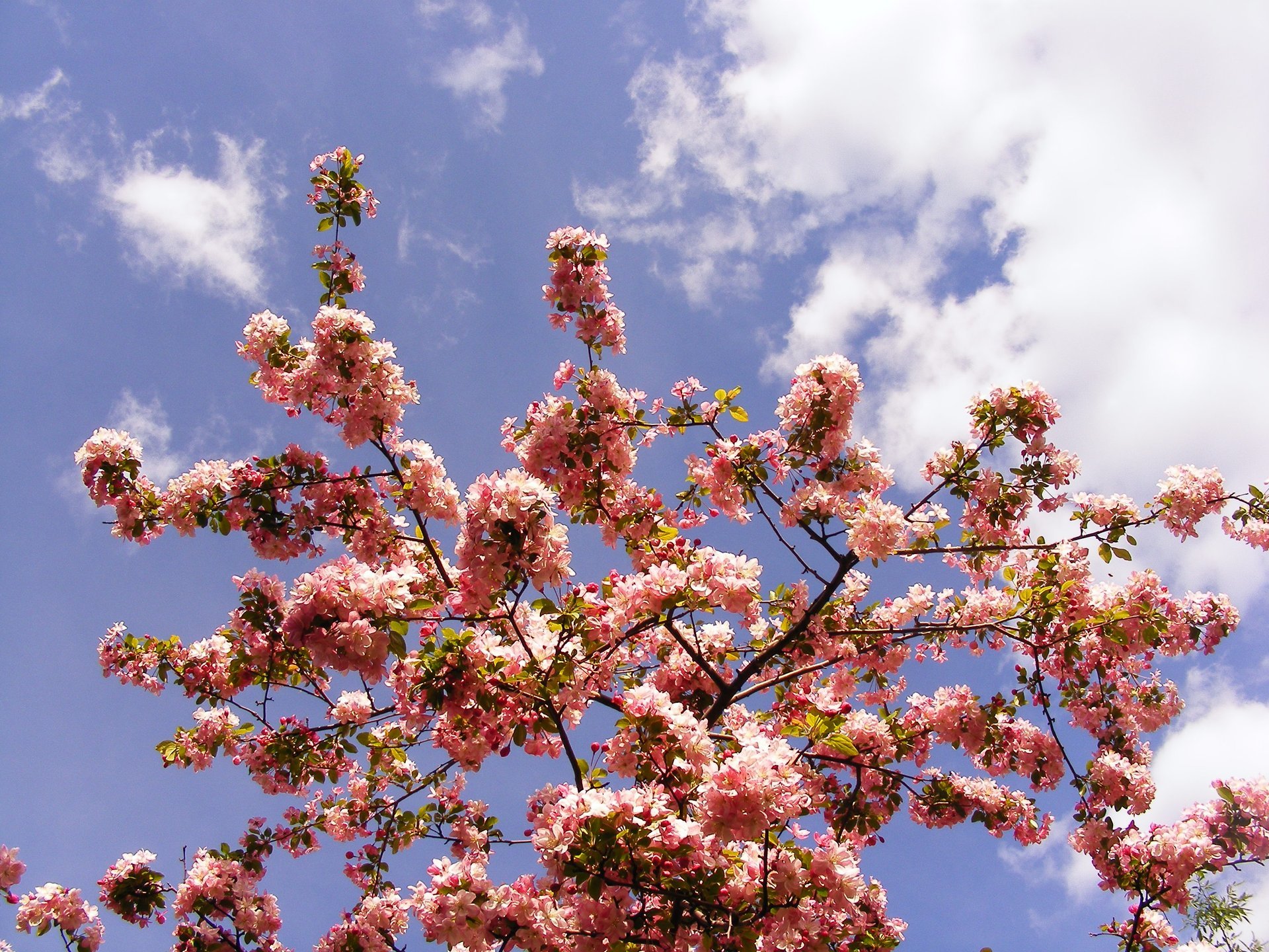 Cerezos en flor