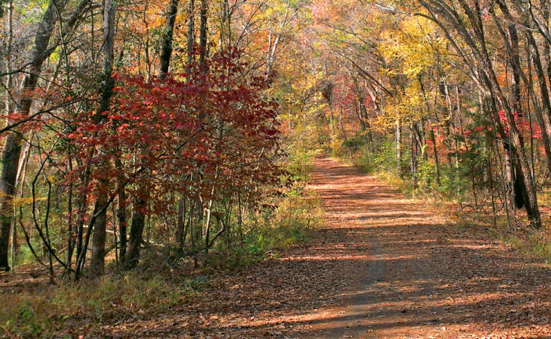 Texas Fall Colors