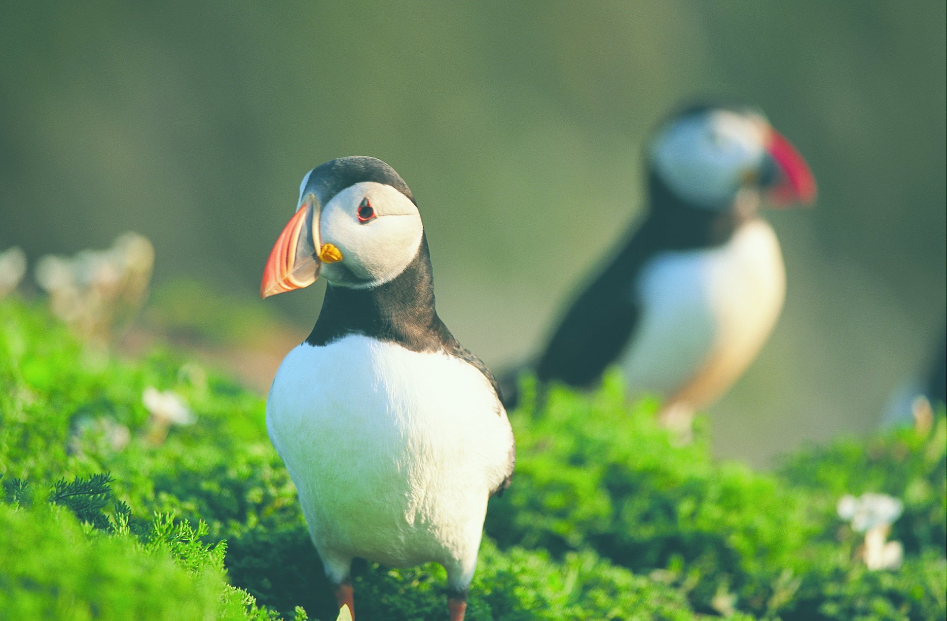 Atlantic Puffins on Skomer