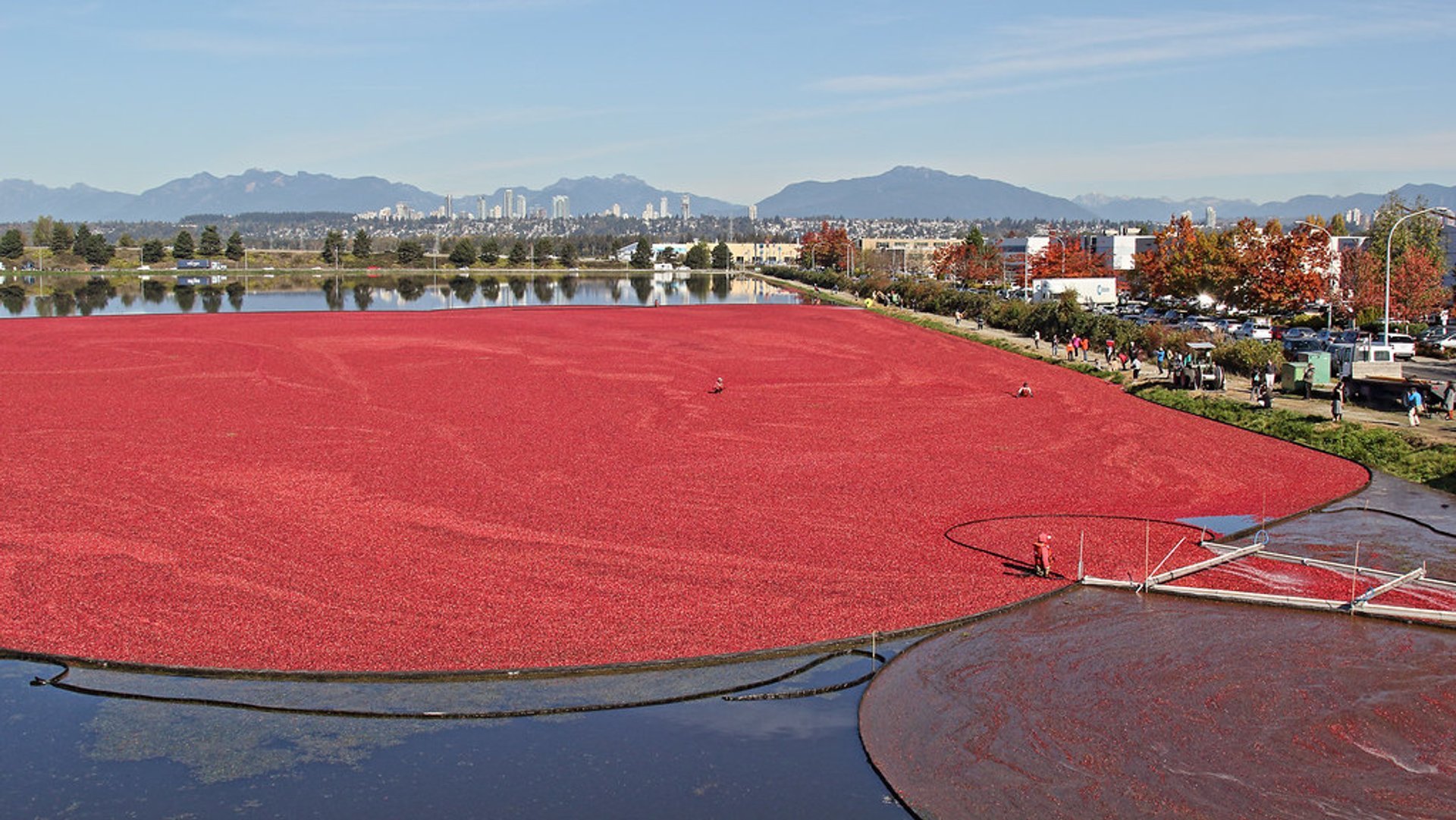 Cosecha de arándanos