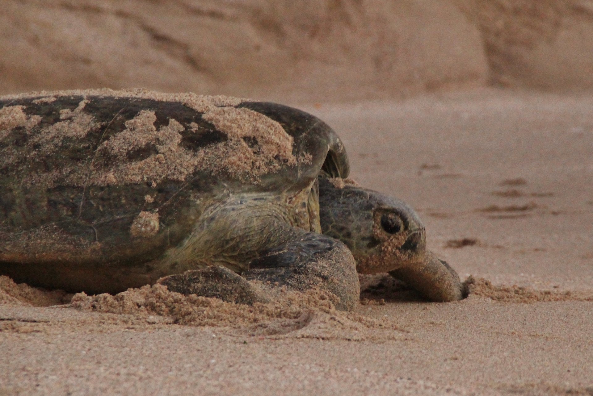 Turtle Nesting and Hatching