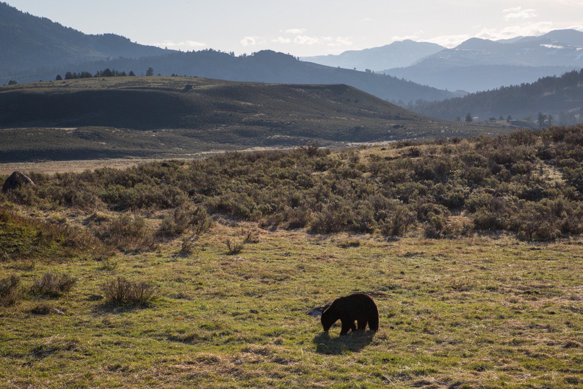 Best Time to See Black Bears in Yellowstone National Park 2023 Rove.me