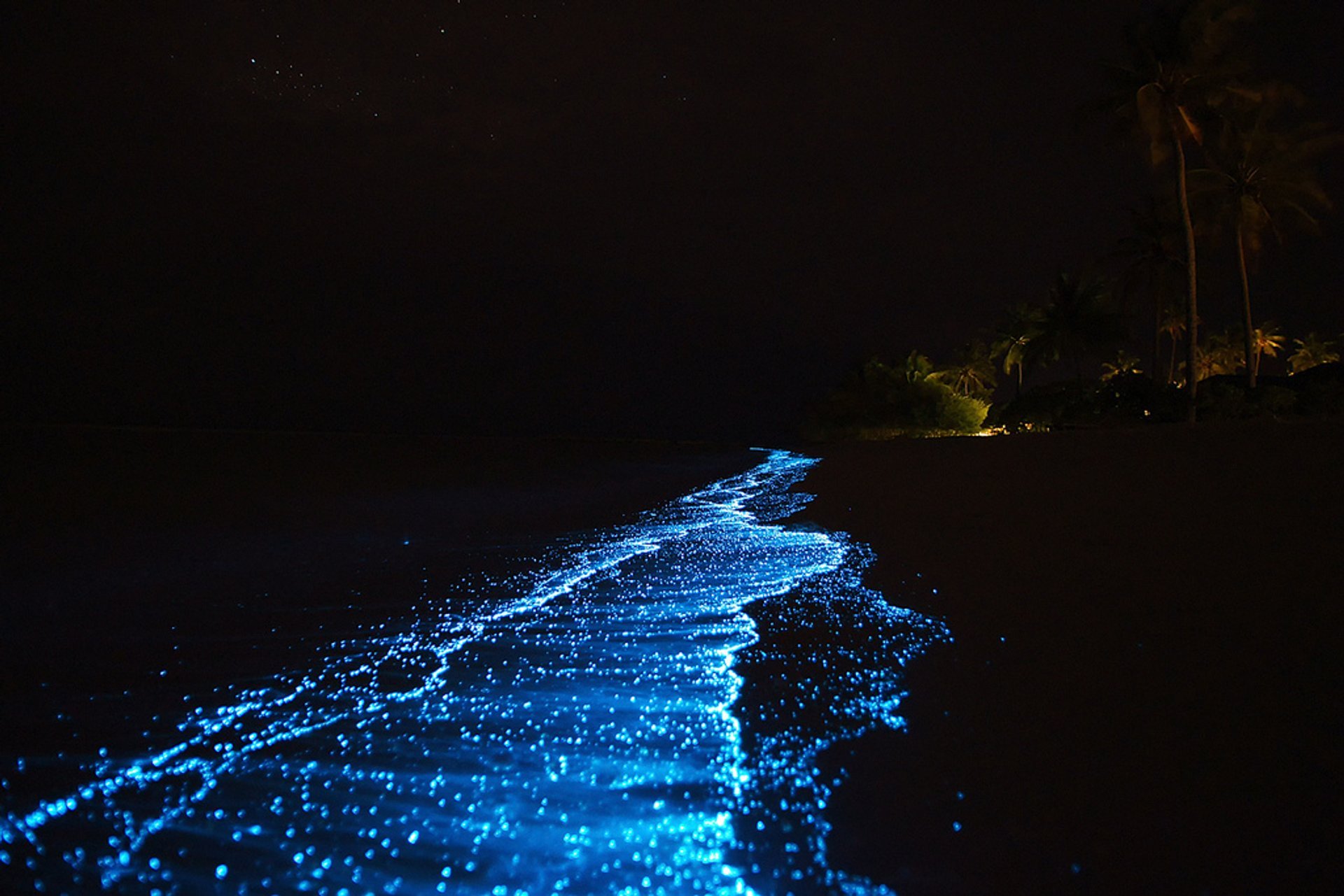 Best Time to See Bioluminescent Plankton  in Maldives 2022 