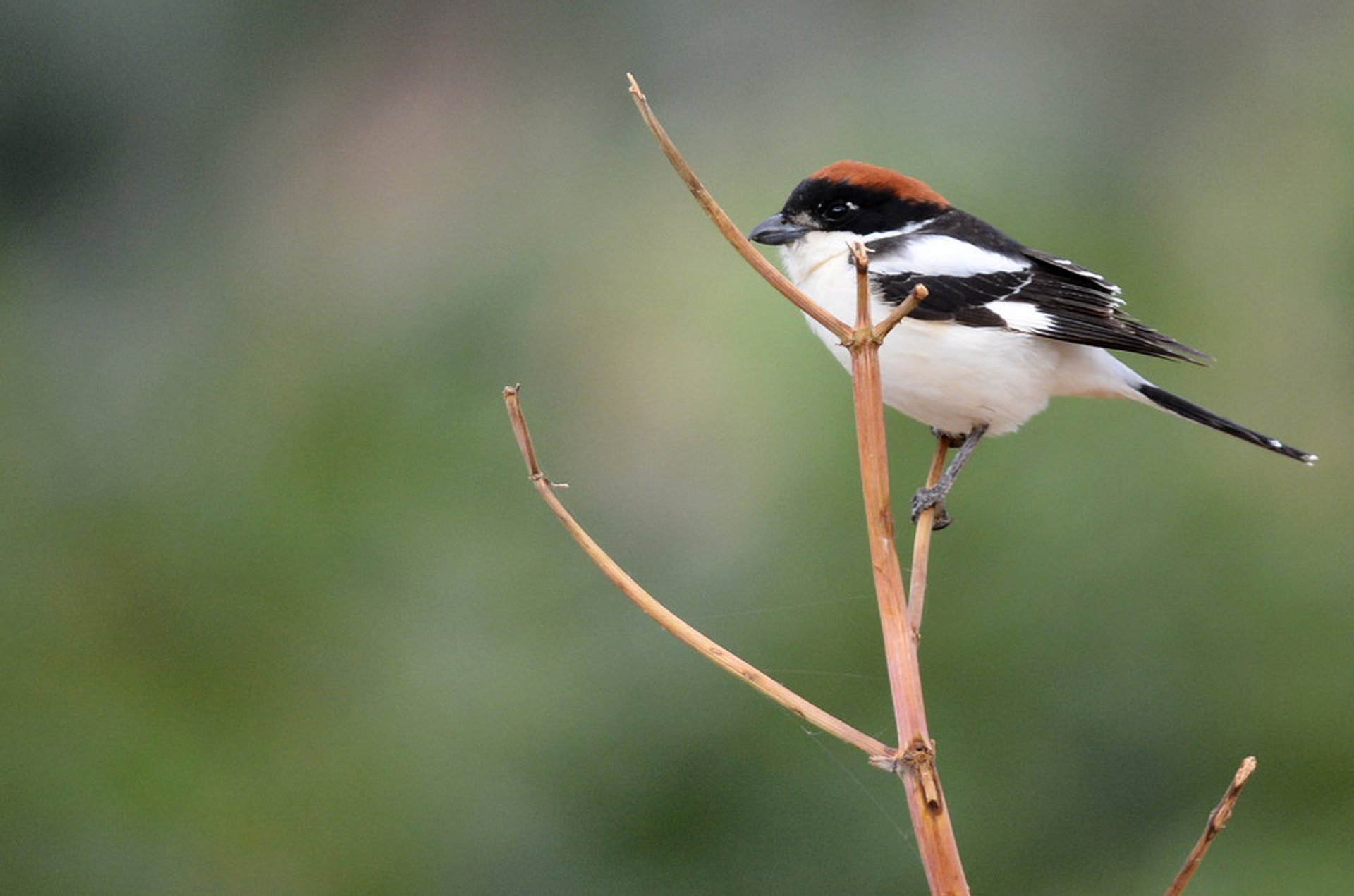 Vogelbeobachtung