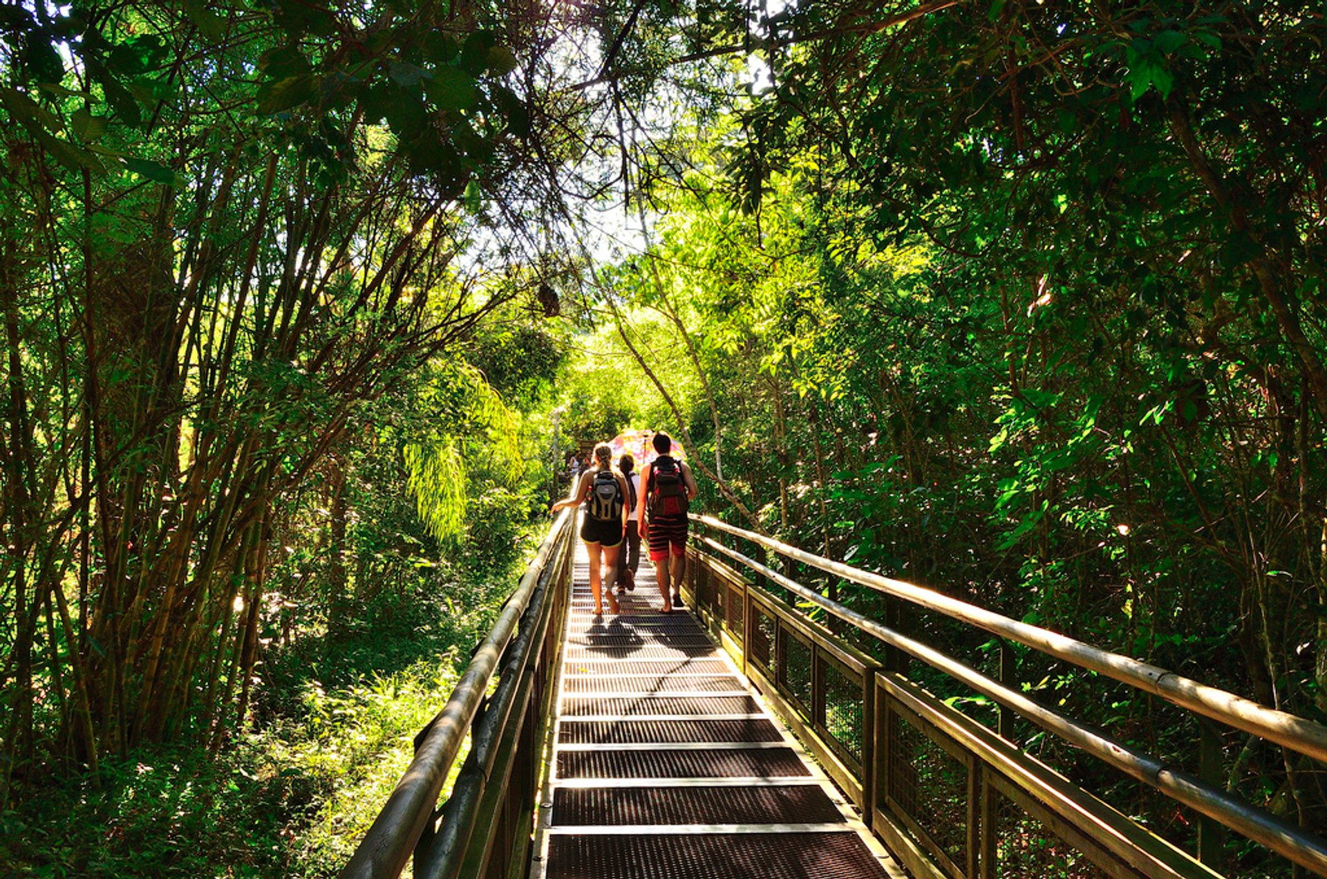 Selva de Misiones