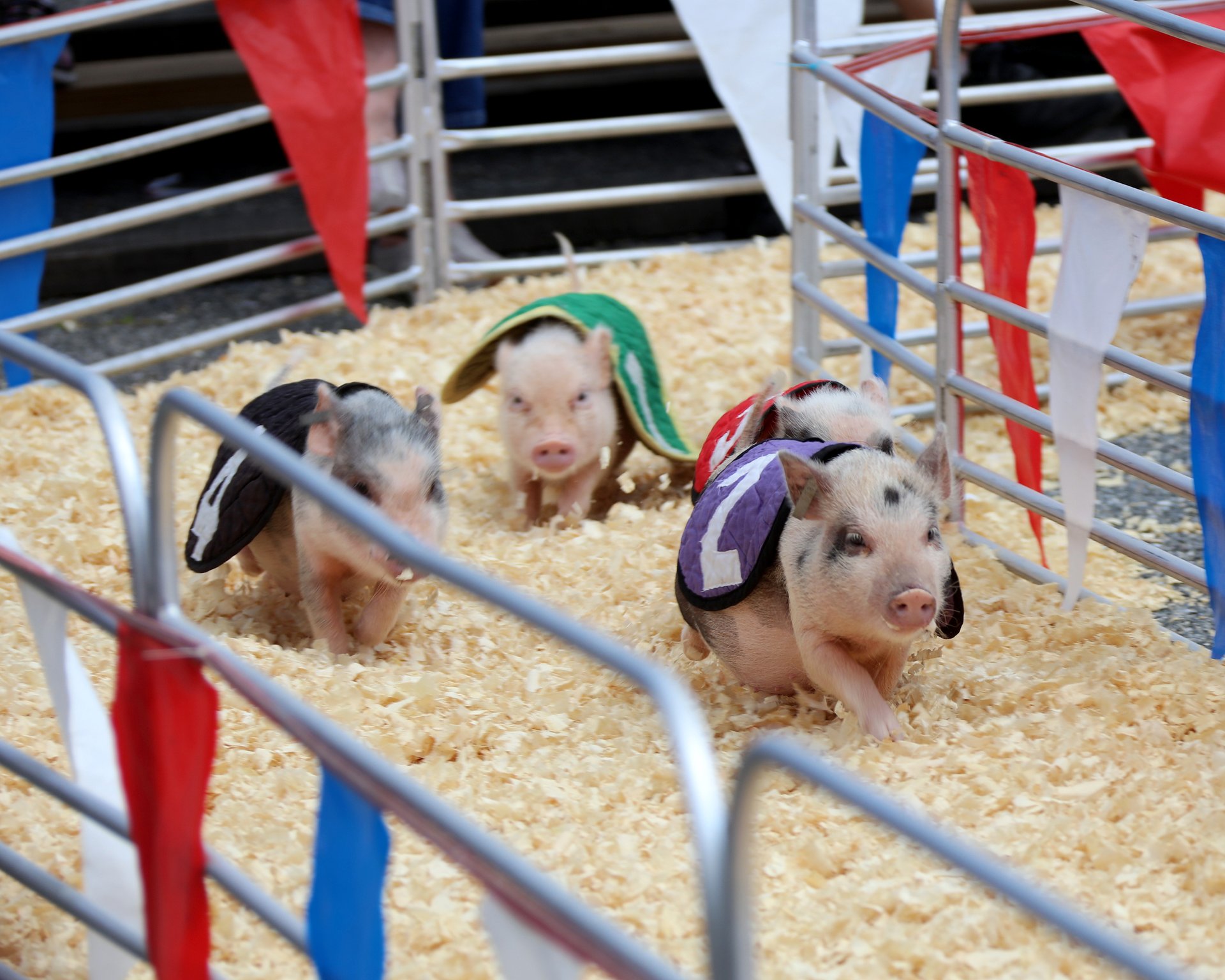 Feira Estadual de Maryland