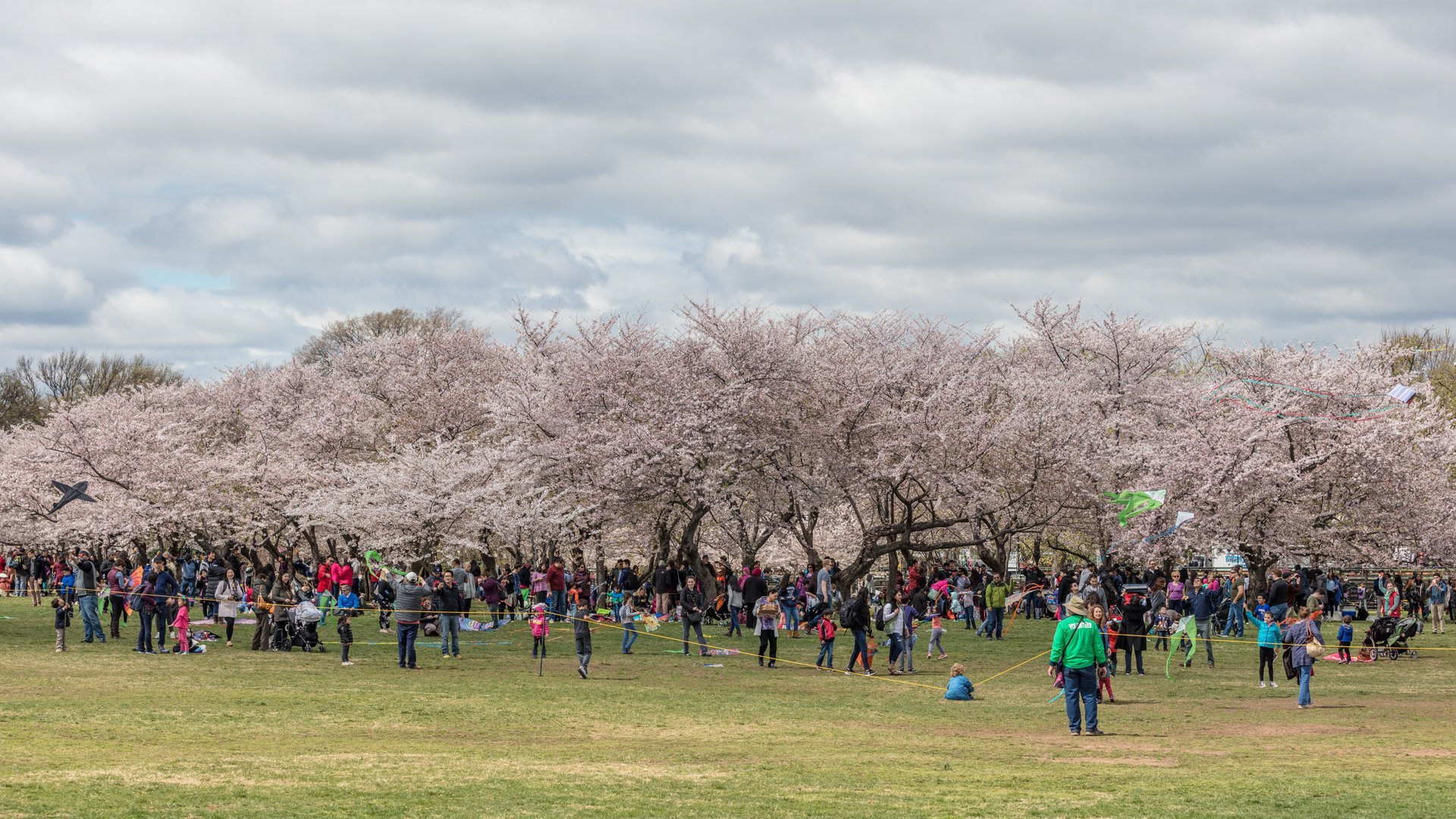 National Cherry Blossom Festival in Washington DC-2023 Events and History –  Travel and Dish