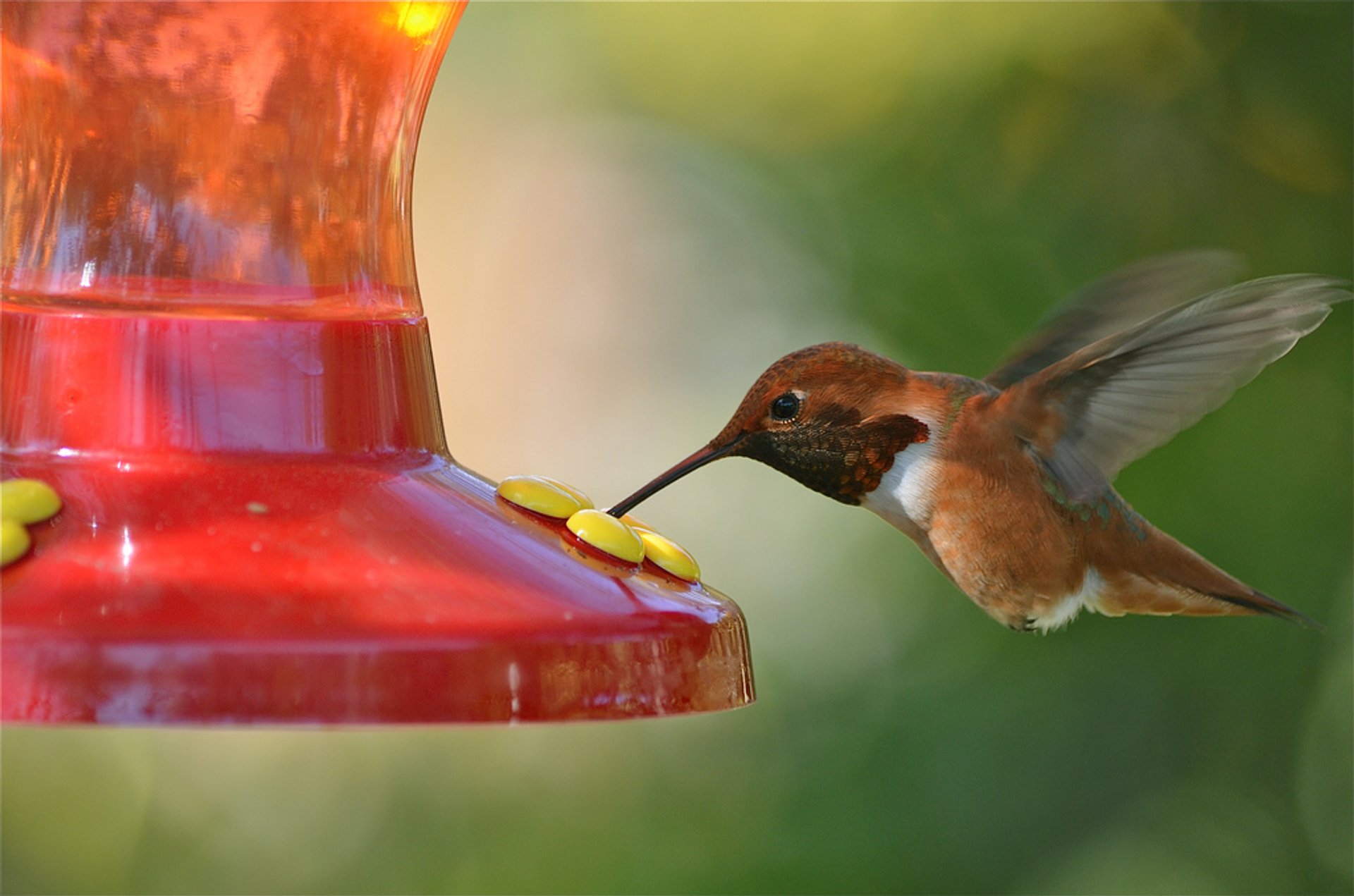 Colibríes