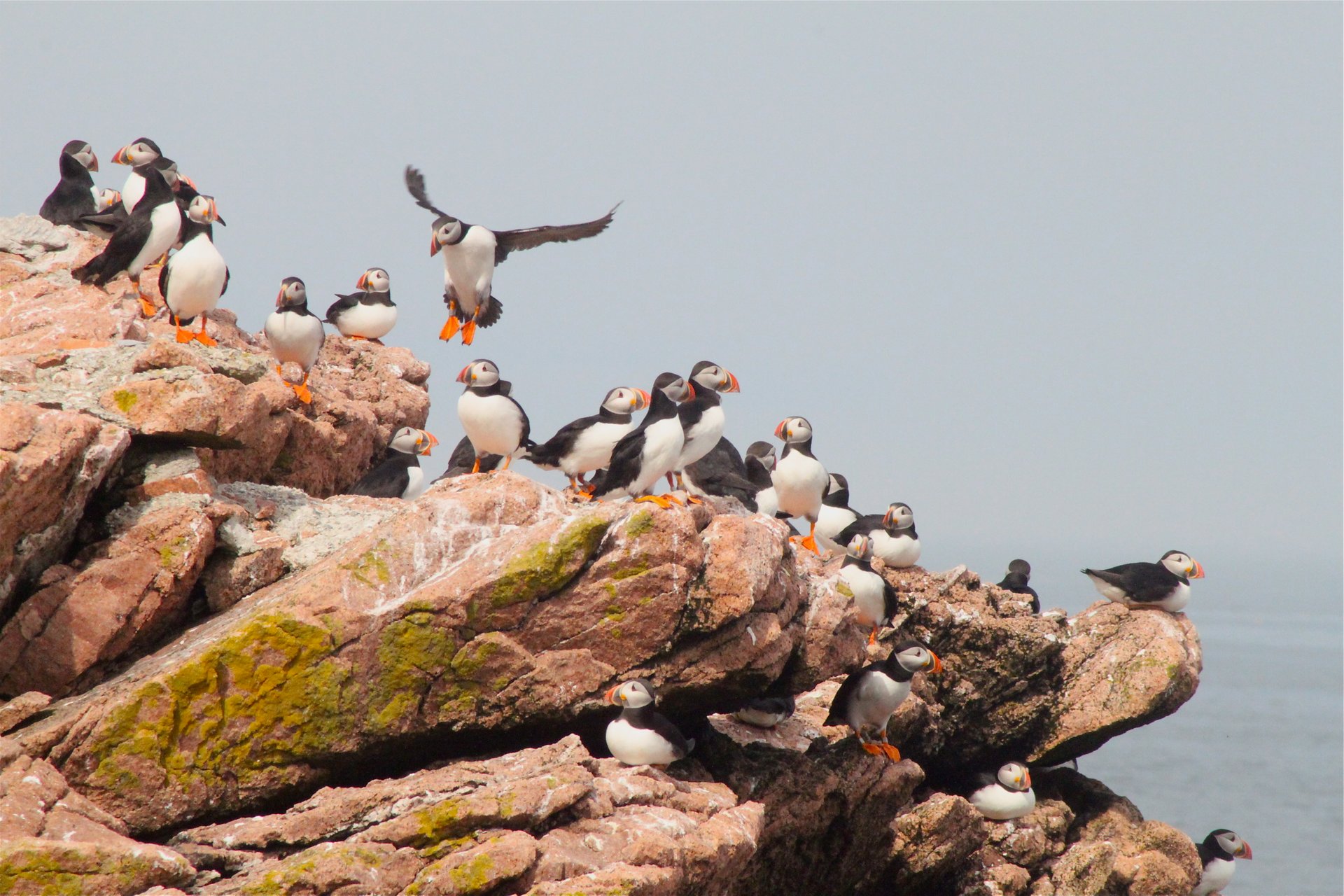 Puffin Watching