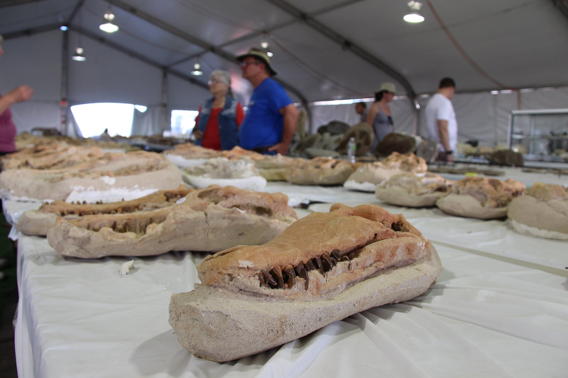 Tucson Gem and Mineral Show