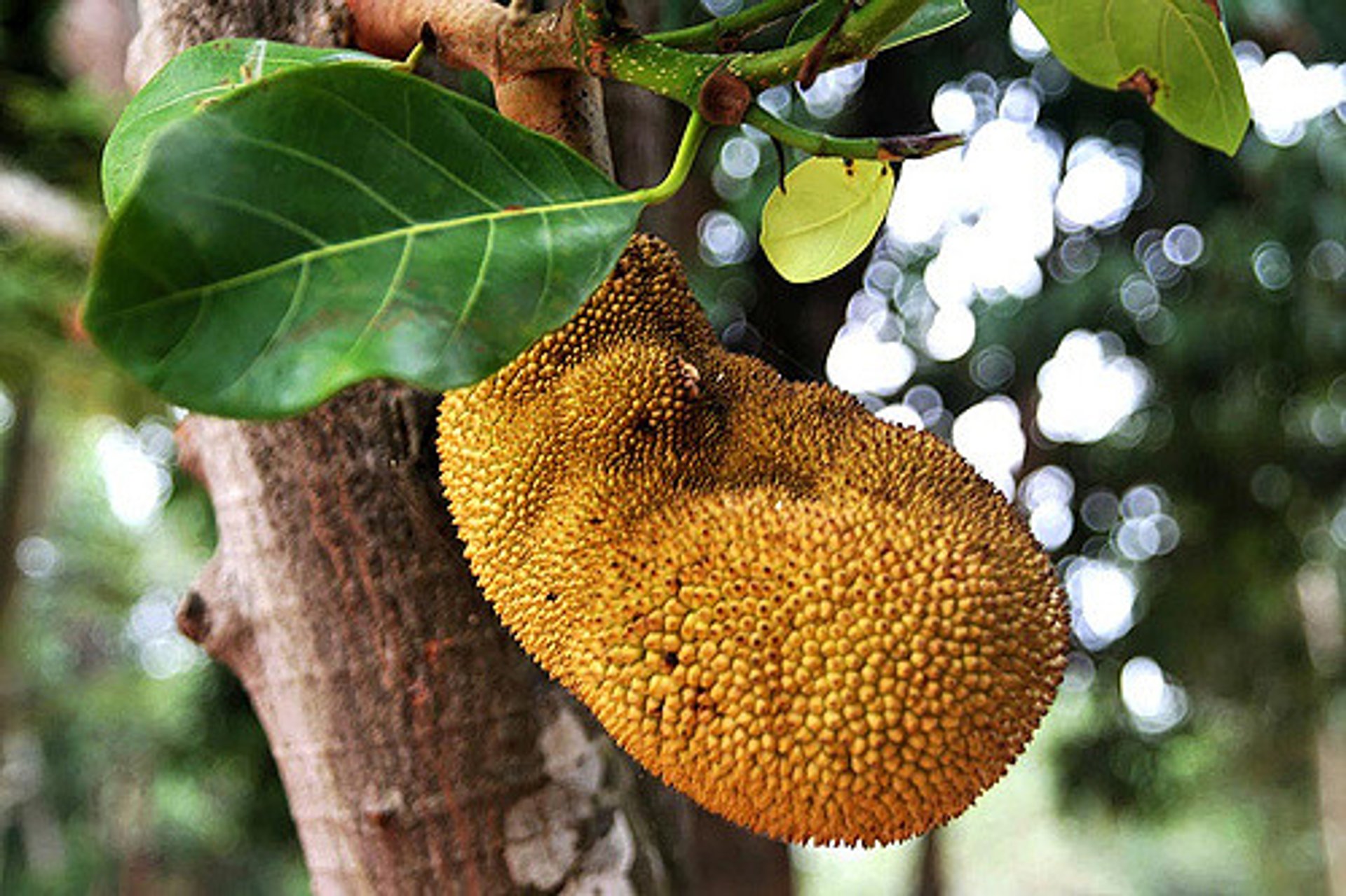 Durian Season in Cambodia - Best Time