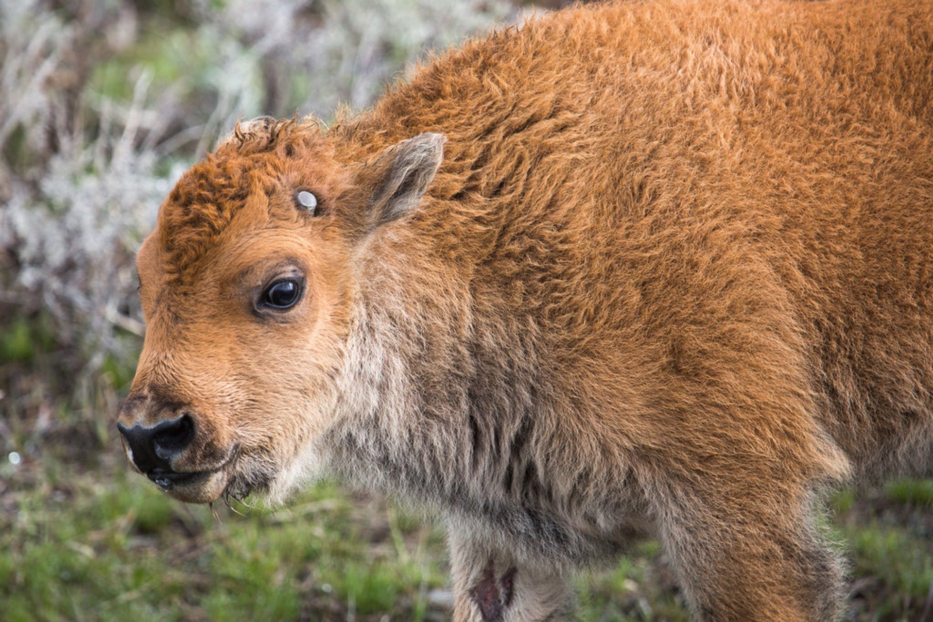 Temporada de animales bebés