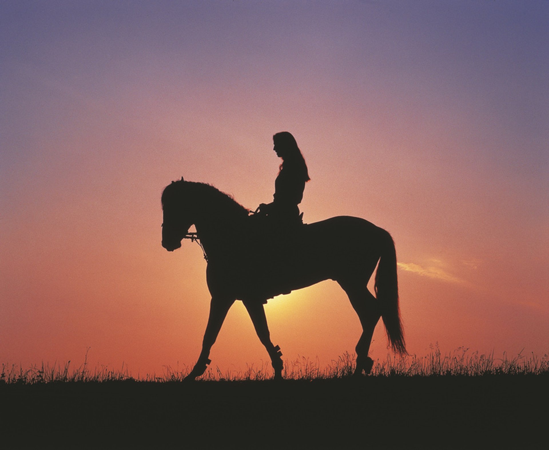 Andar a cavalo para iniciantes: tudo o que você precisa saber