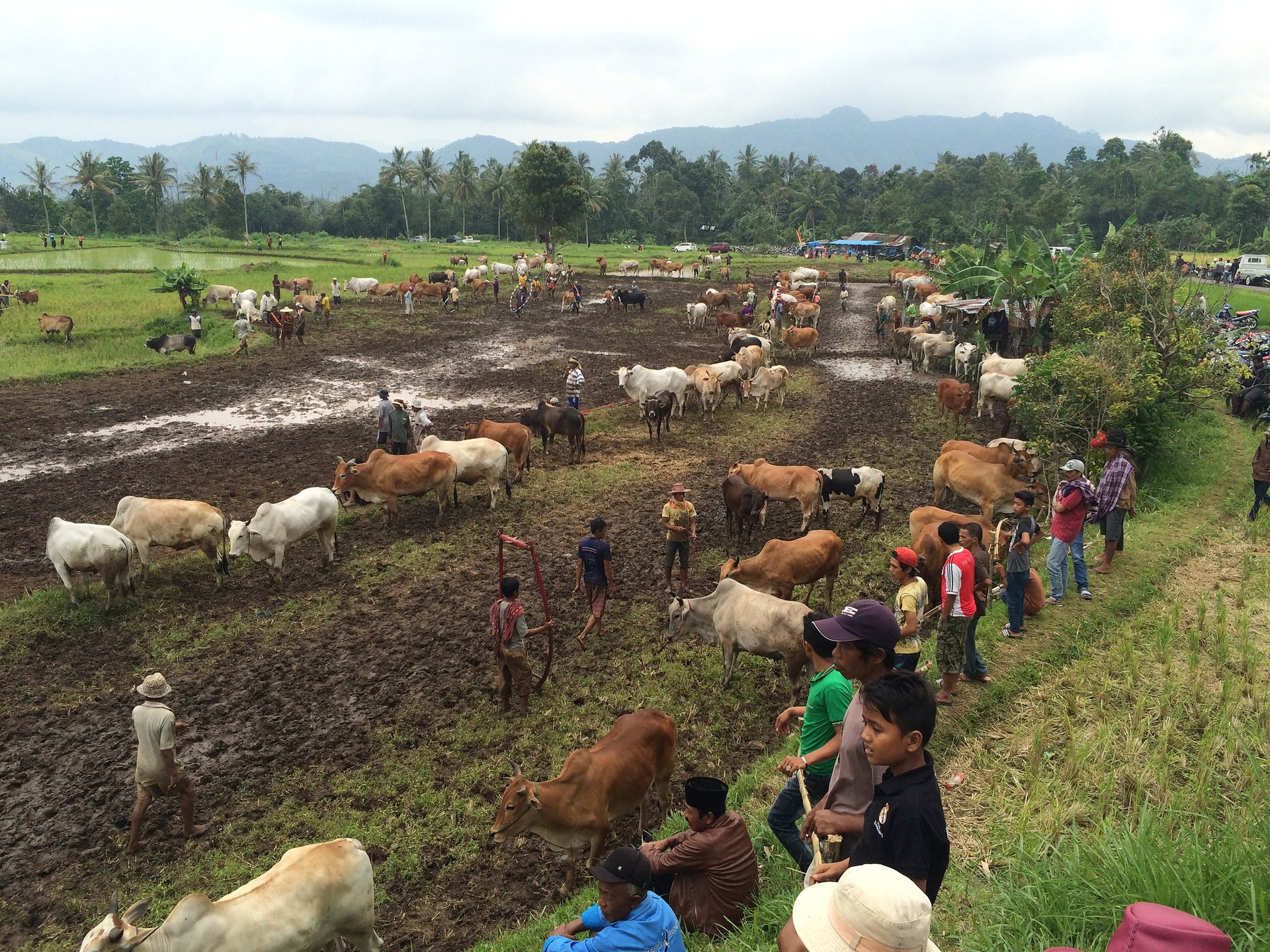 Pacu Jawi (Carrera de vacas)