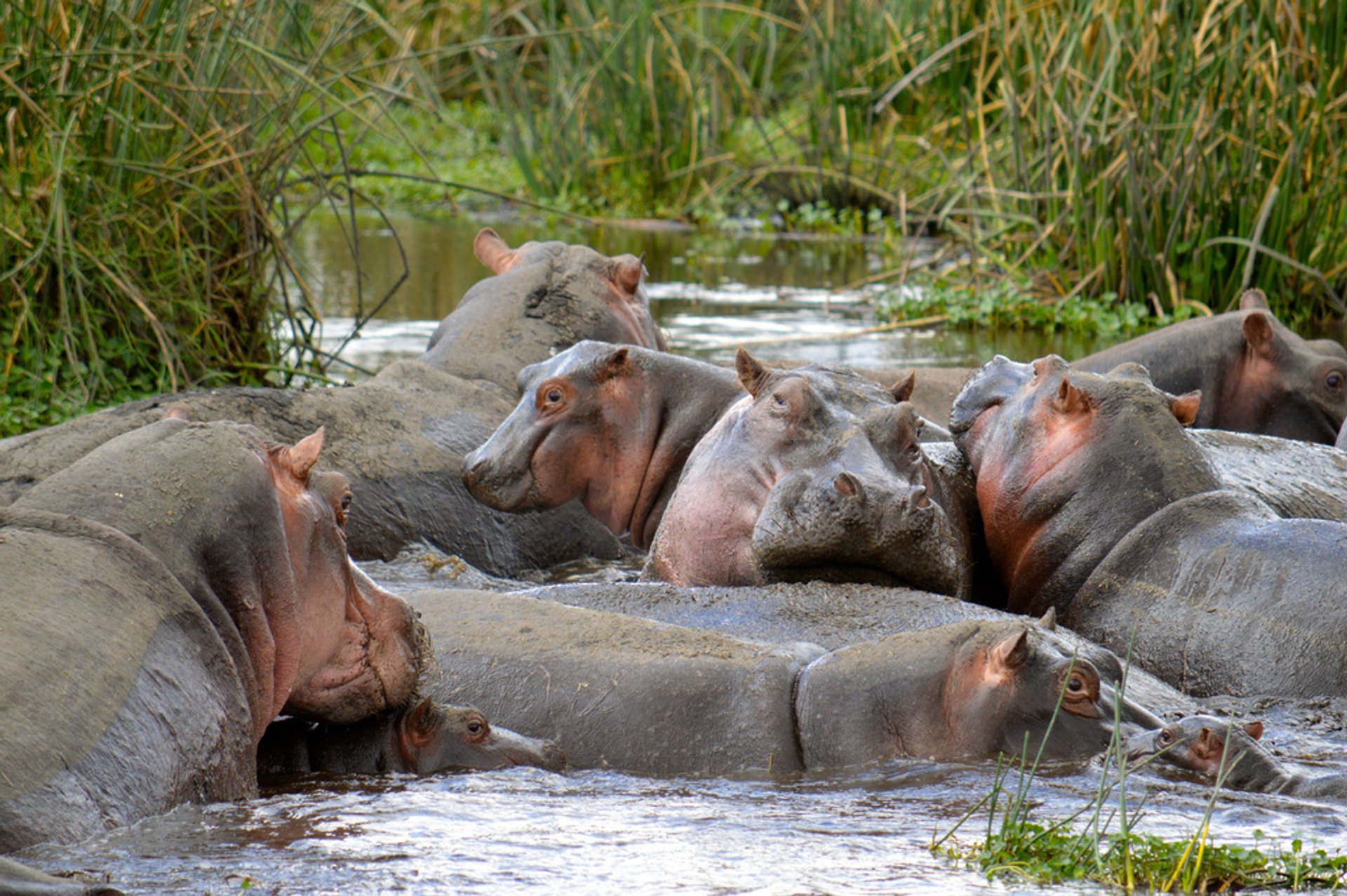 Beobachten aktive Hippos