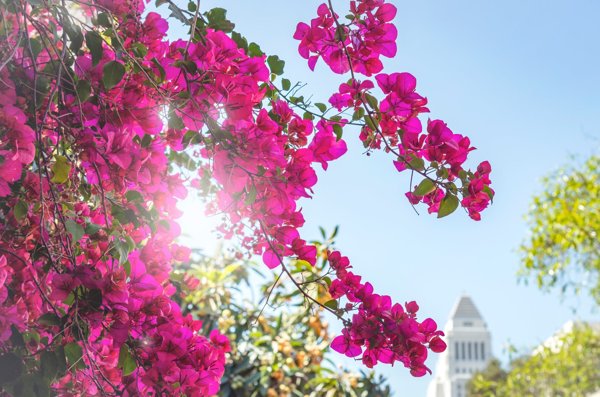 Floração de buganvilias