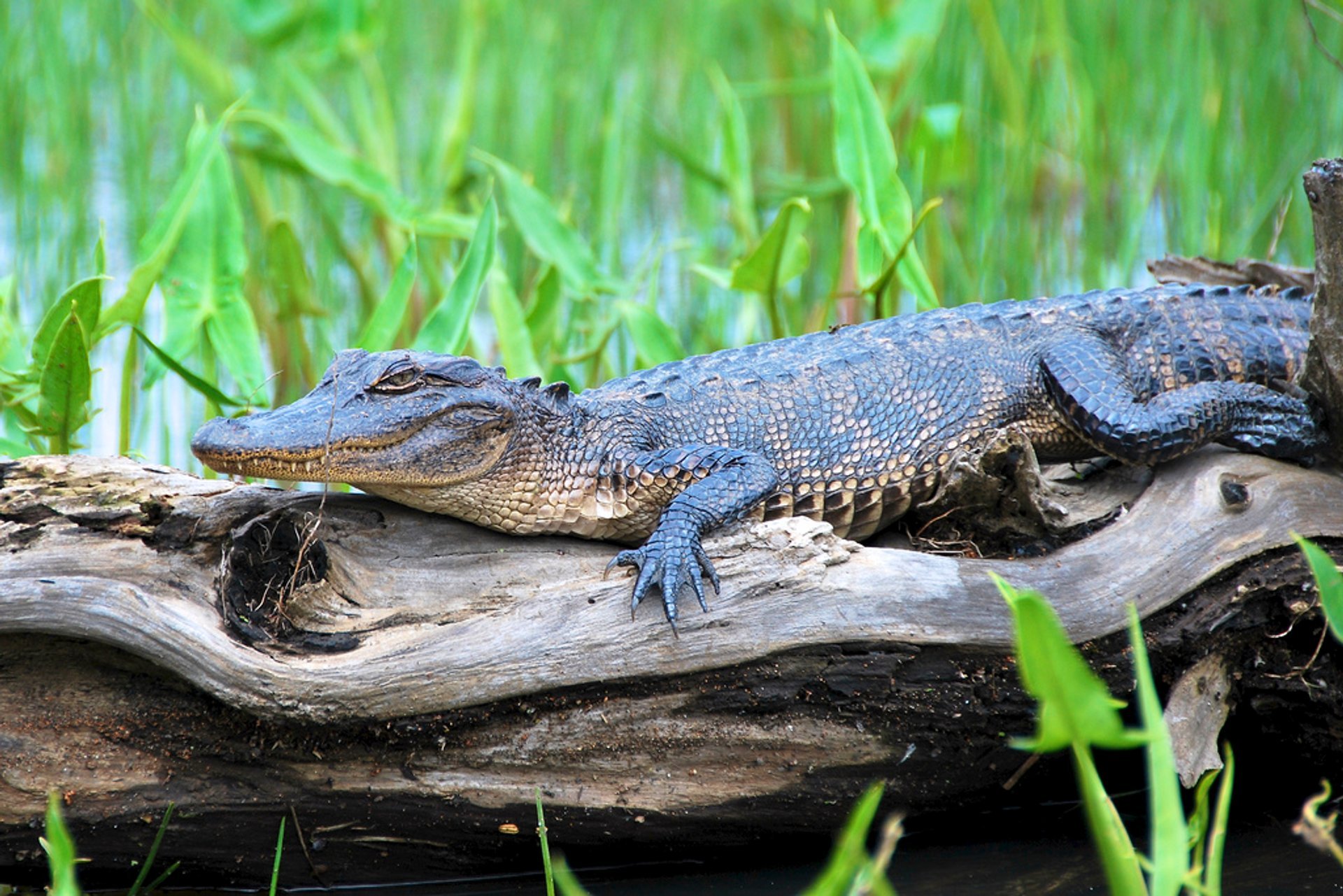 ALLIGATORS VS. CROCODILES  New Orleans Kayak Swamp Tours