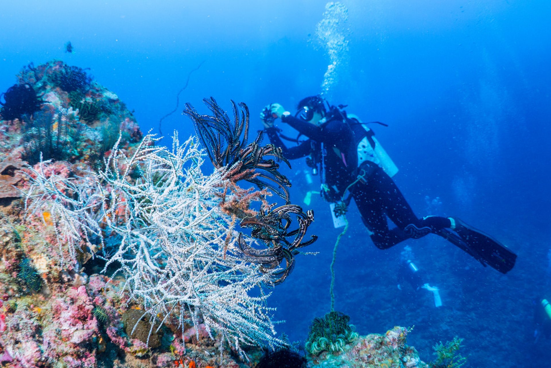 Scuba Diving und Schnorcheln