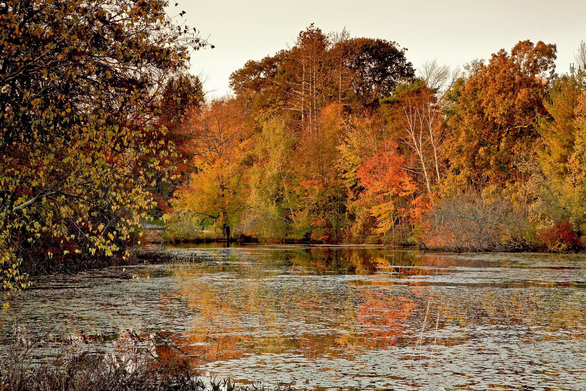 Herbstlaub in Connecticut