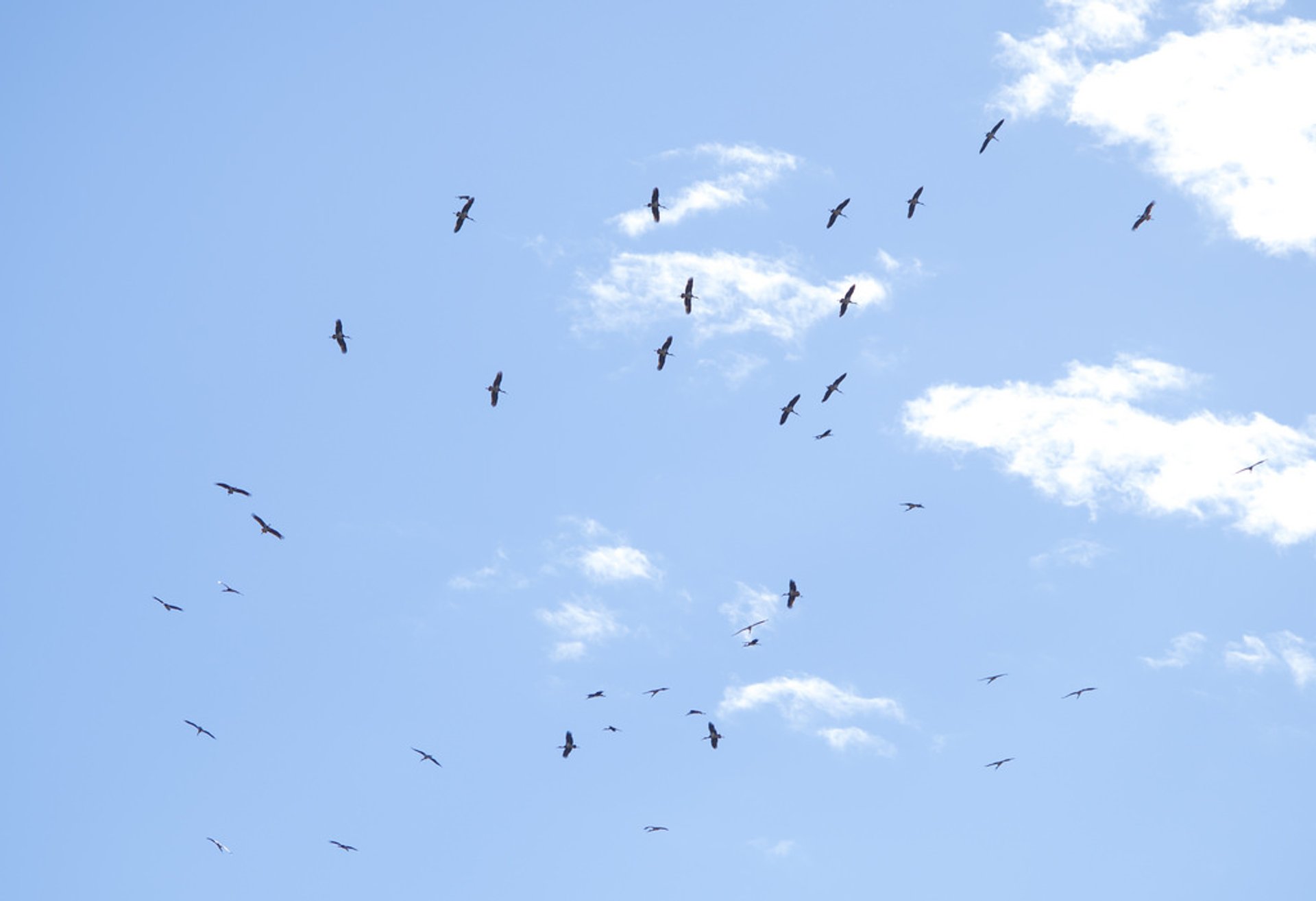 Migración de aves