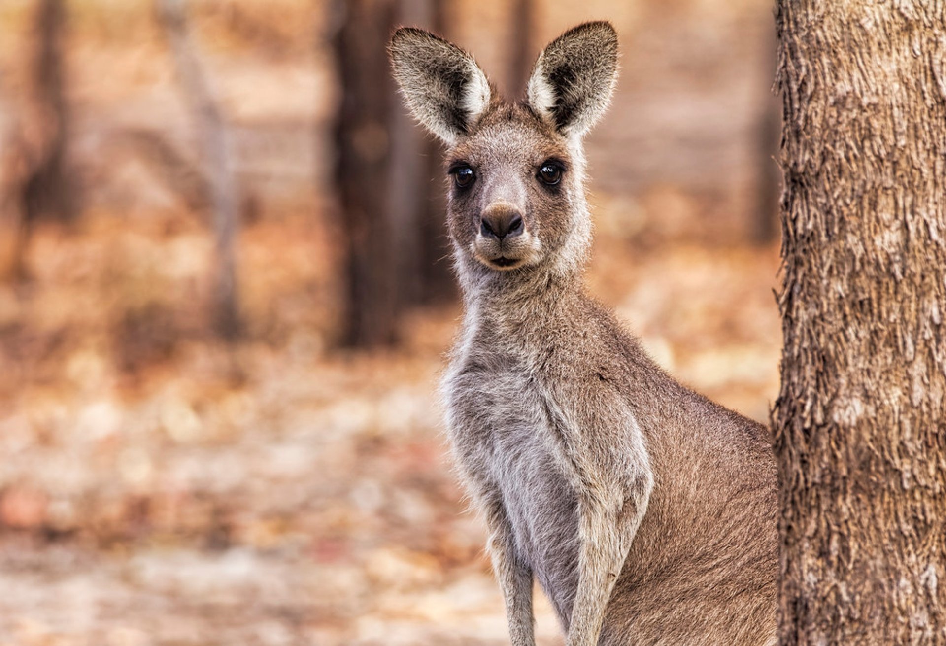 Kangaroo Watching 