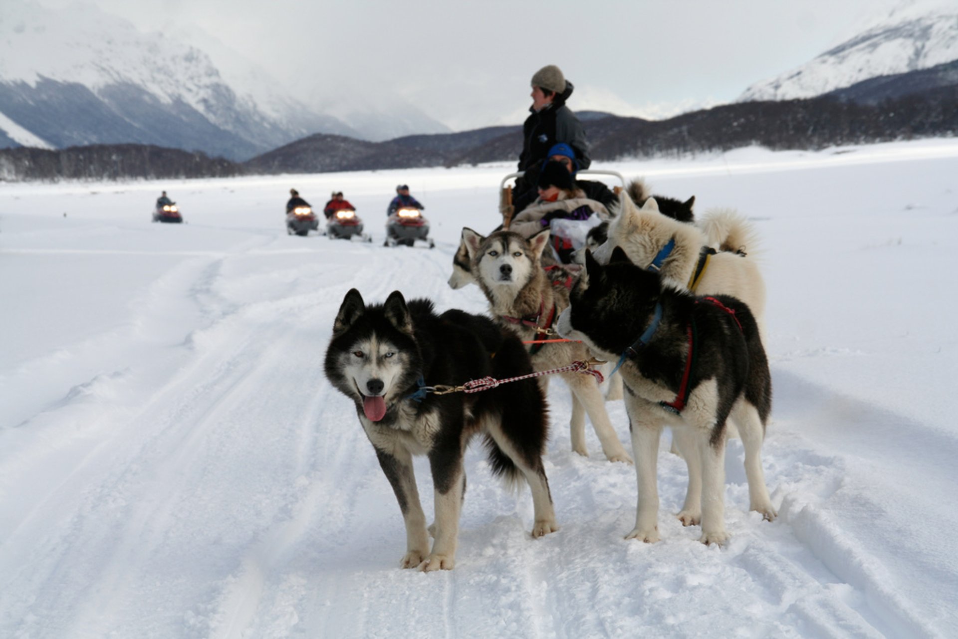 Dog Sledding