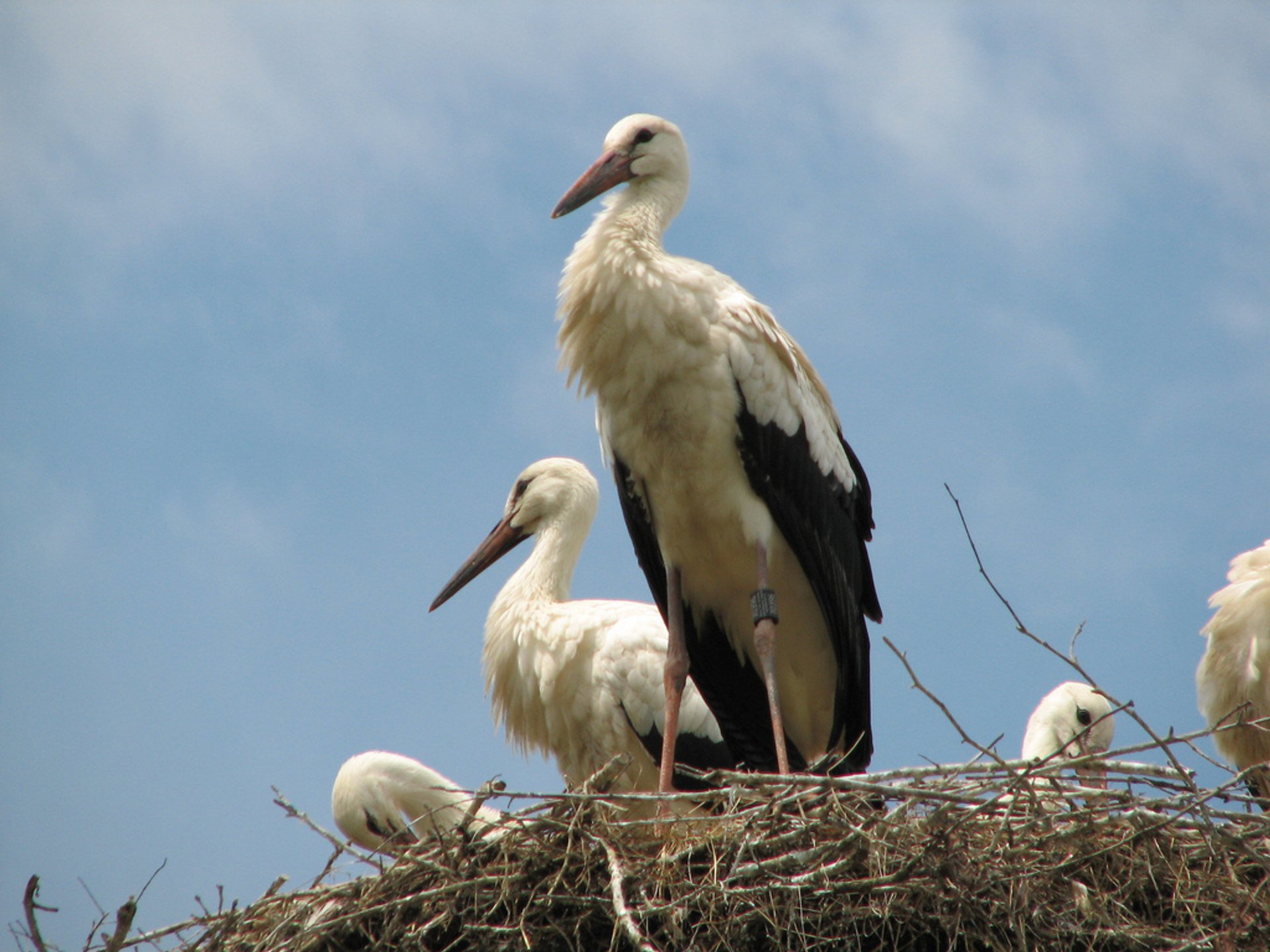 Observation des oiseaux