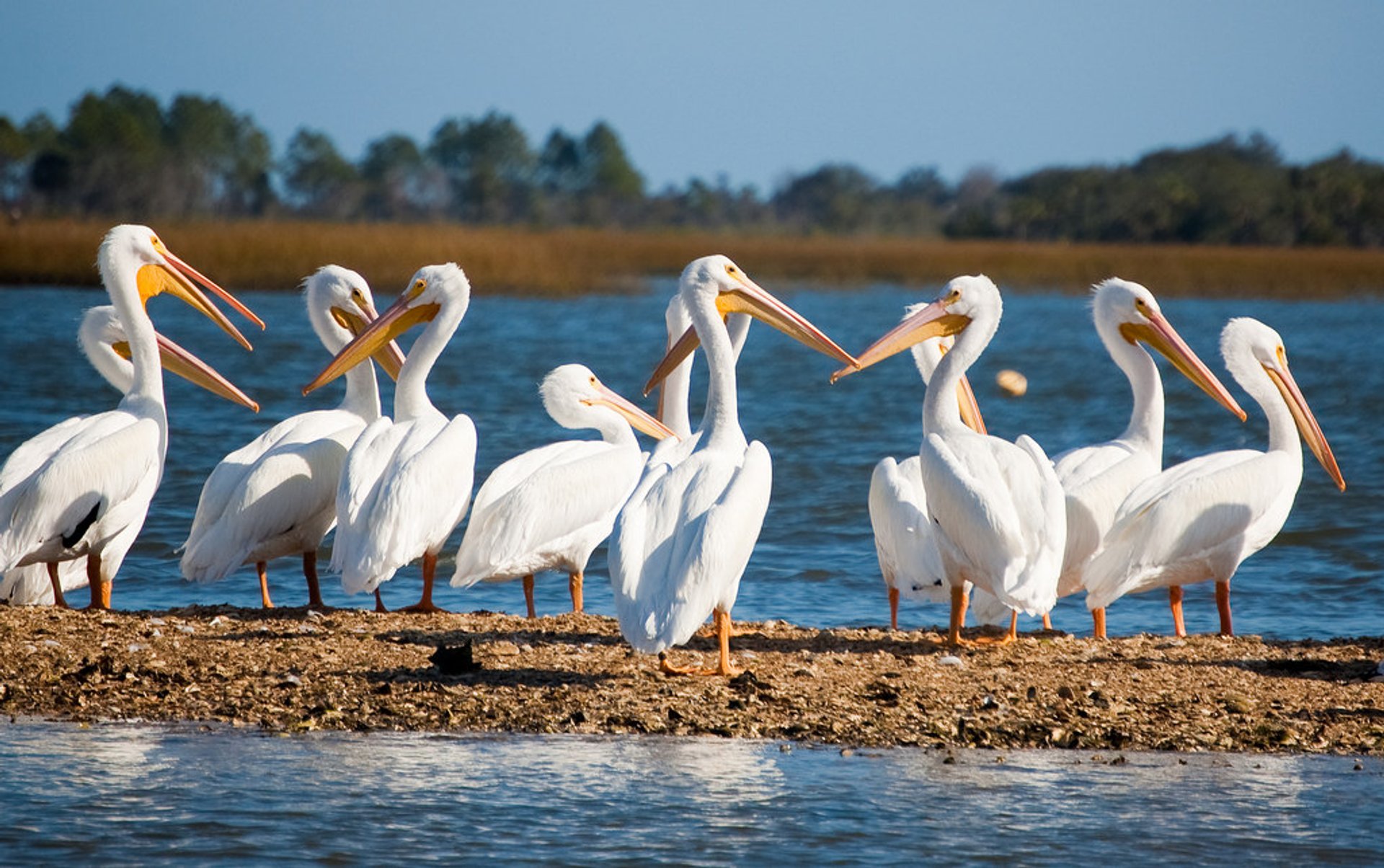 Pelicans blancs