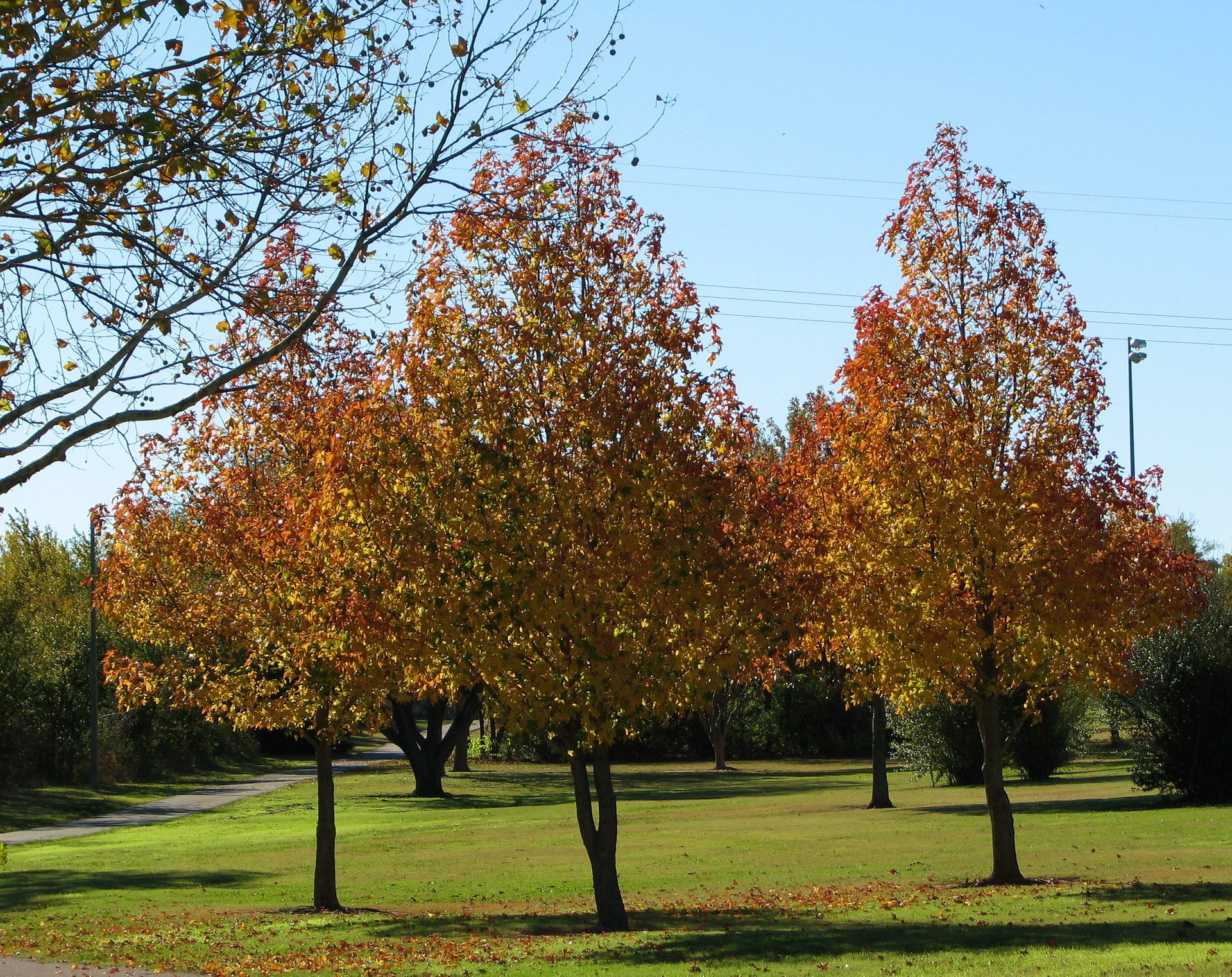 Colores de otoño