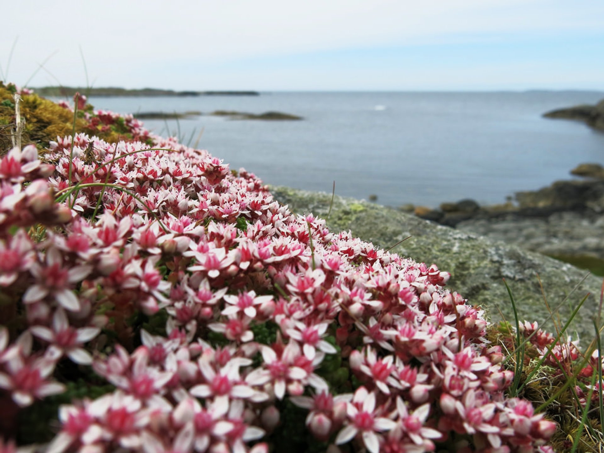 Fleurs sauvages