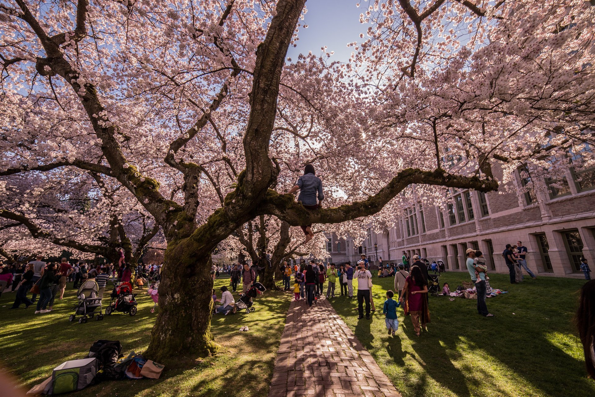 When Is The Cherry Blossom Festival In Dc 2025