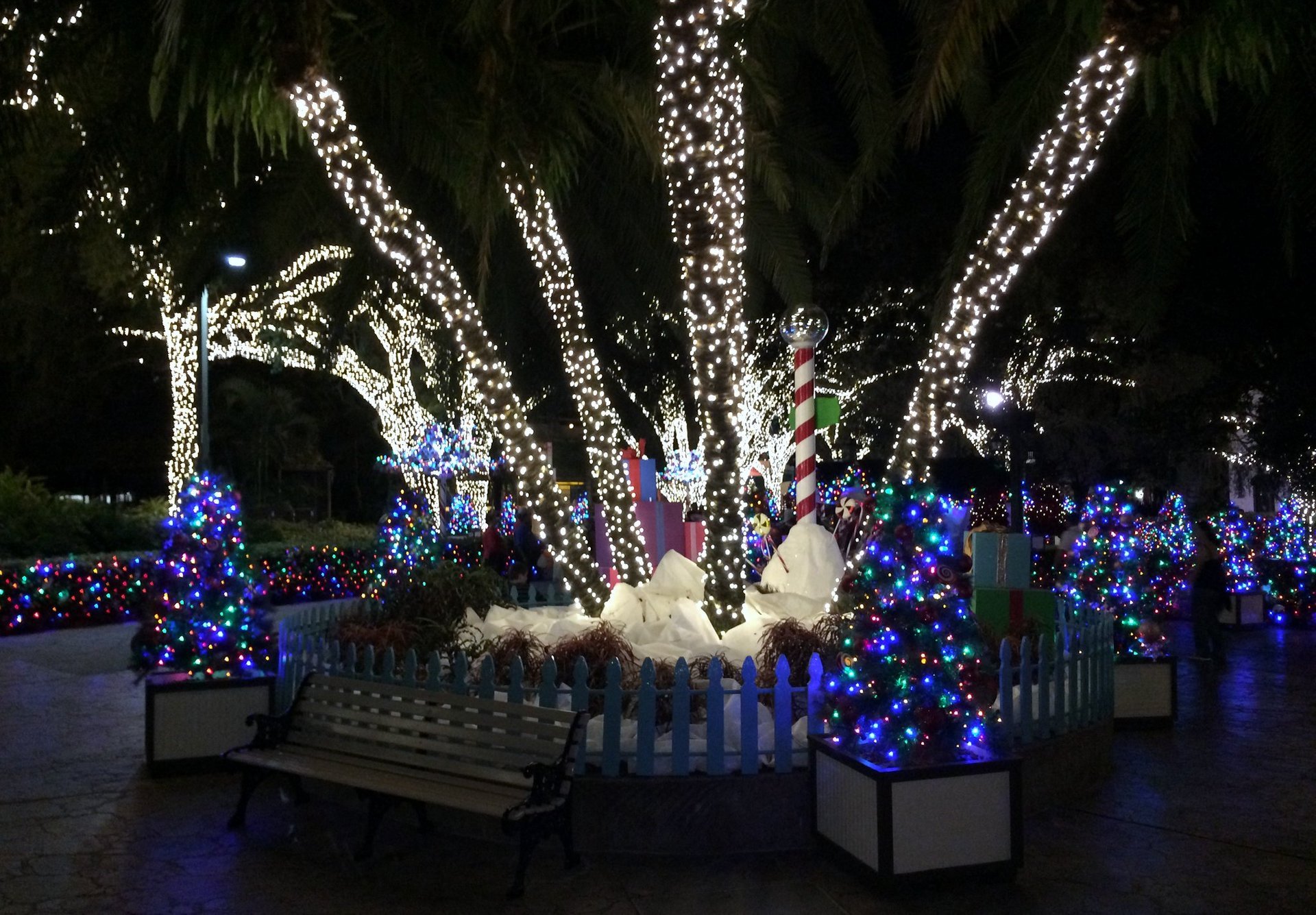 Lumières de Noël à Tampa