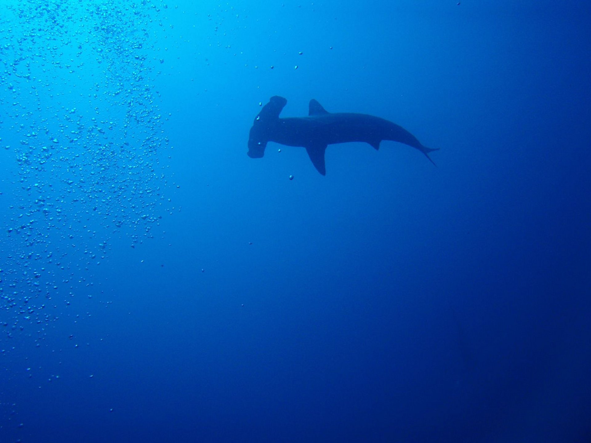 Hammerheads y la temporada de Manta