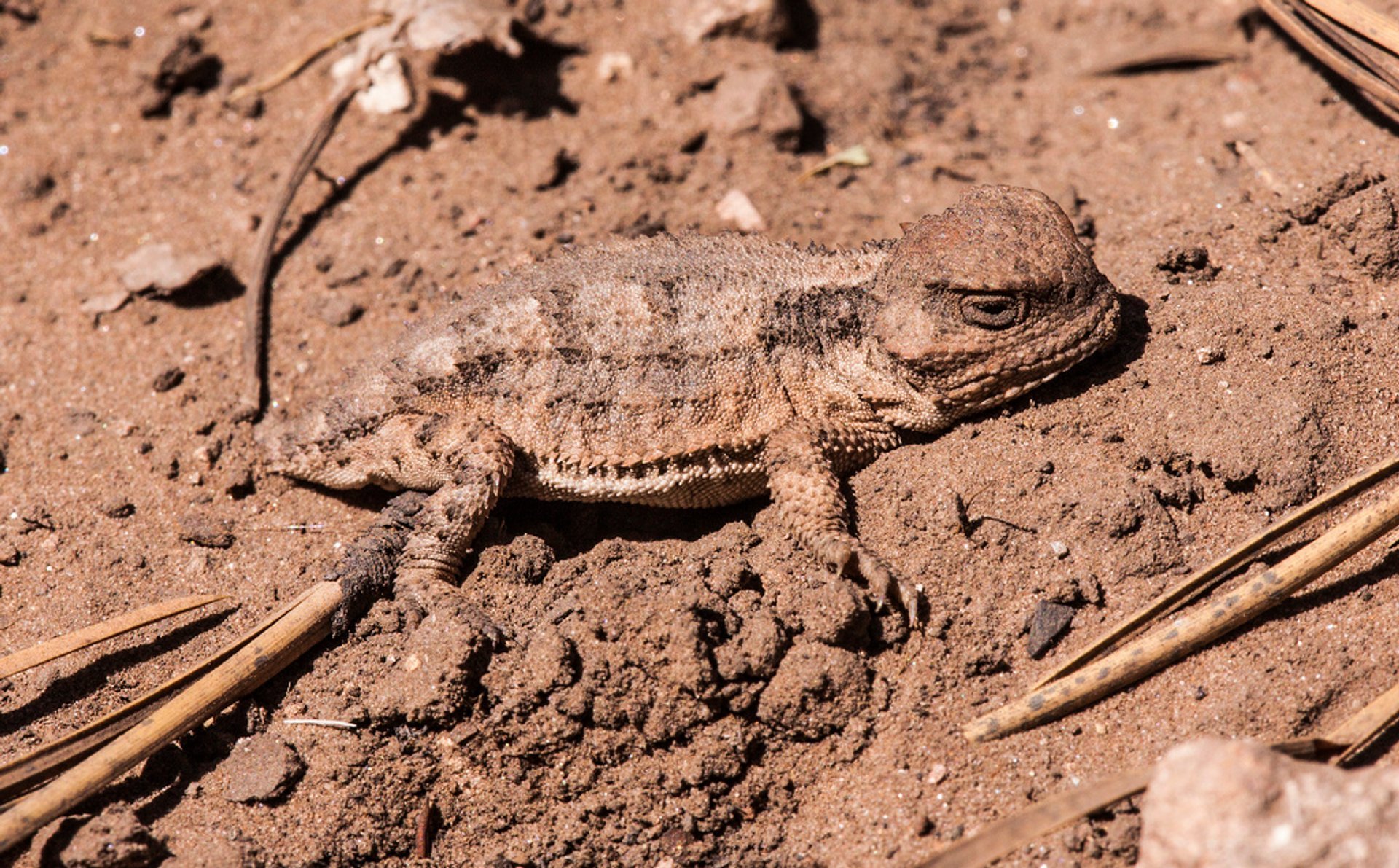 Blood-Shooting Lizards (Phrynosoma)