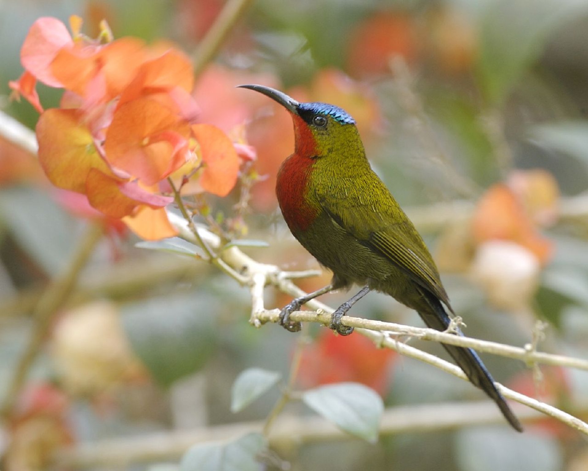 Vogelbeobachtung