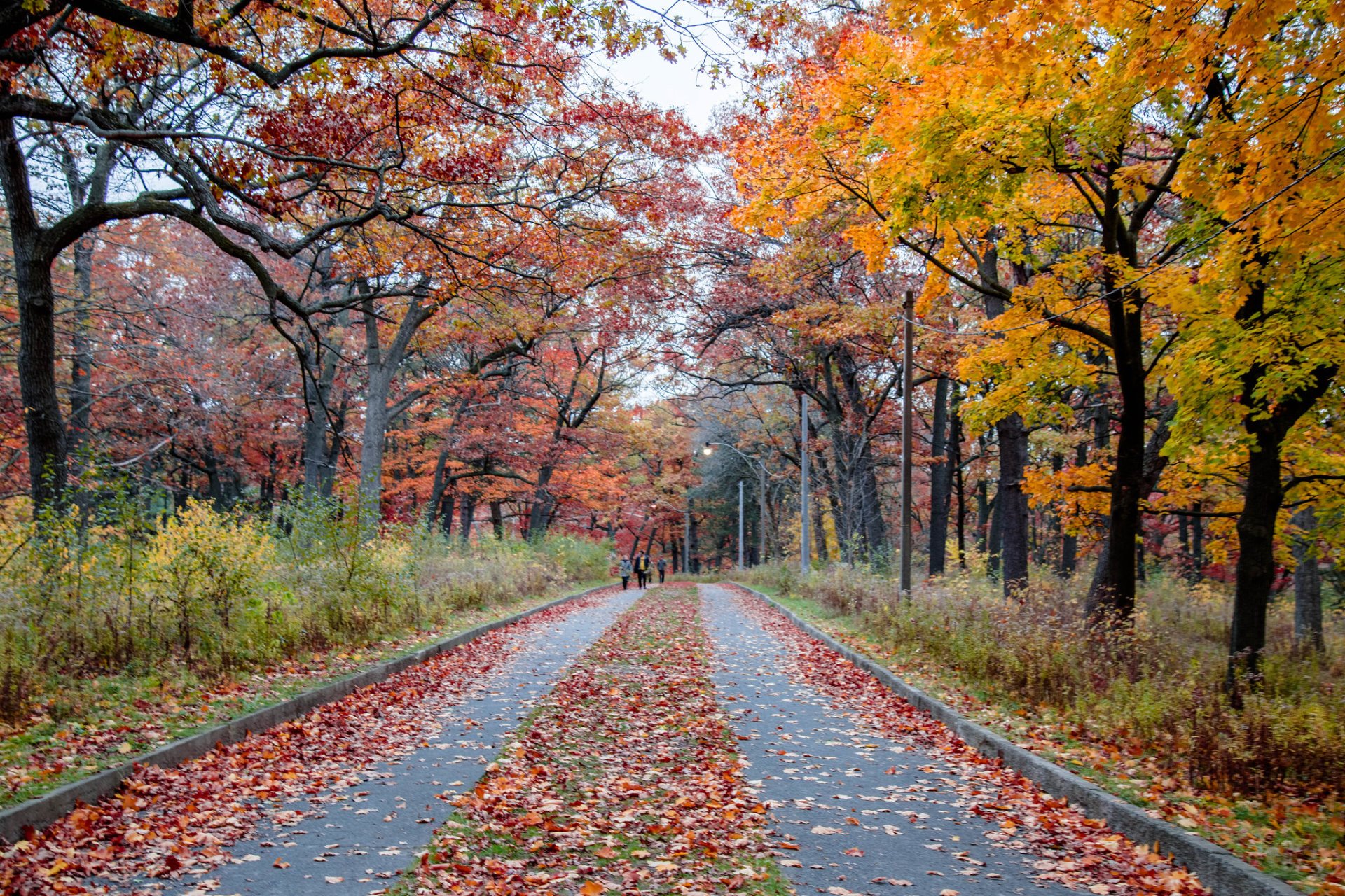 Fogliame di autunno