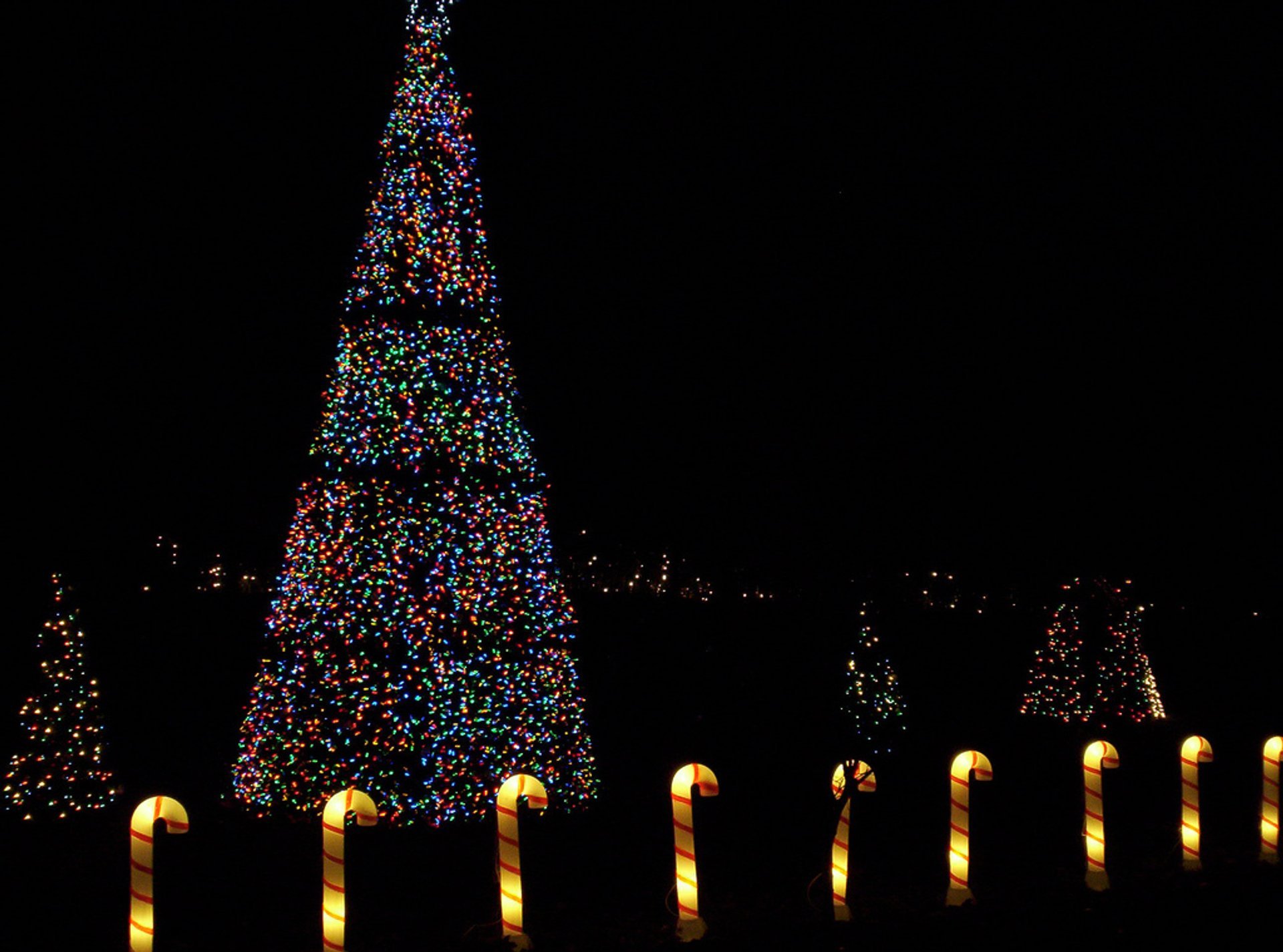 PNC Festival of Lights allo Zoo di Cincinnati