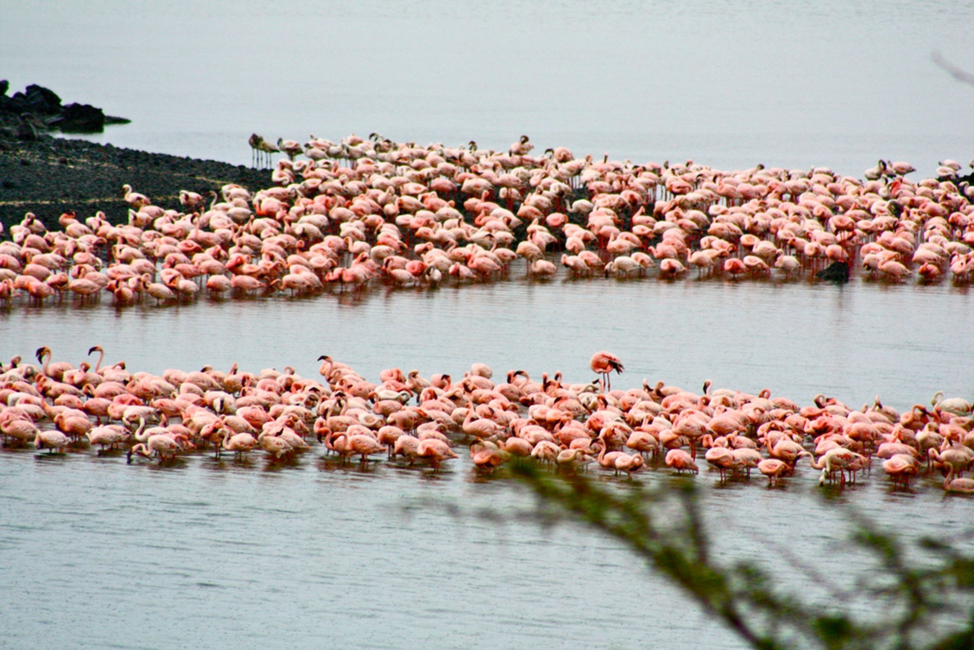 Flamencos