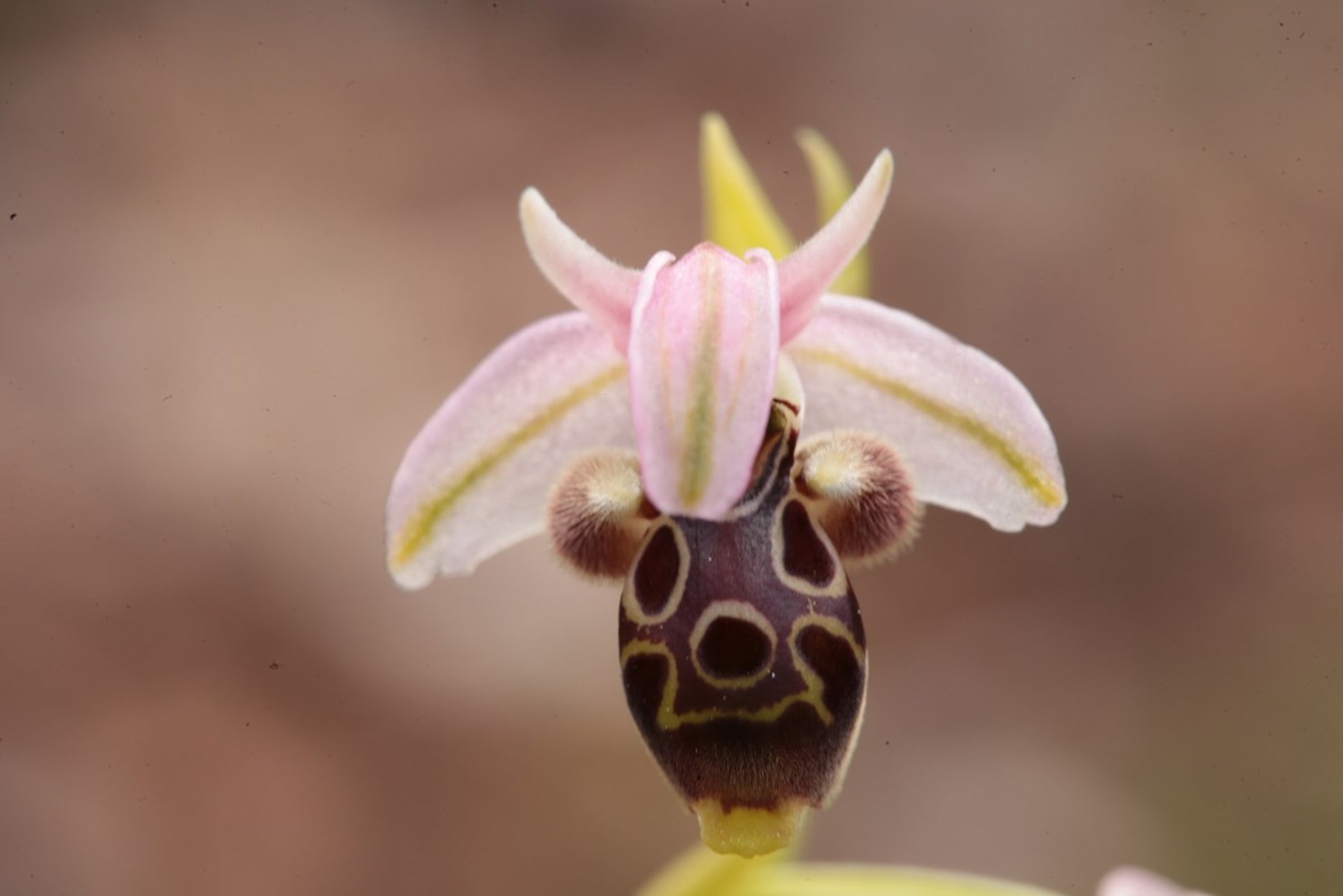 Orquídeas em flor