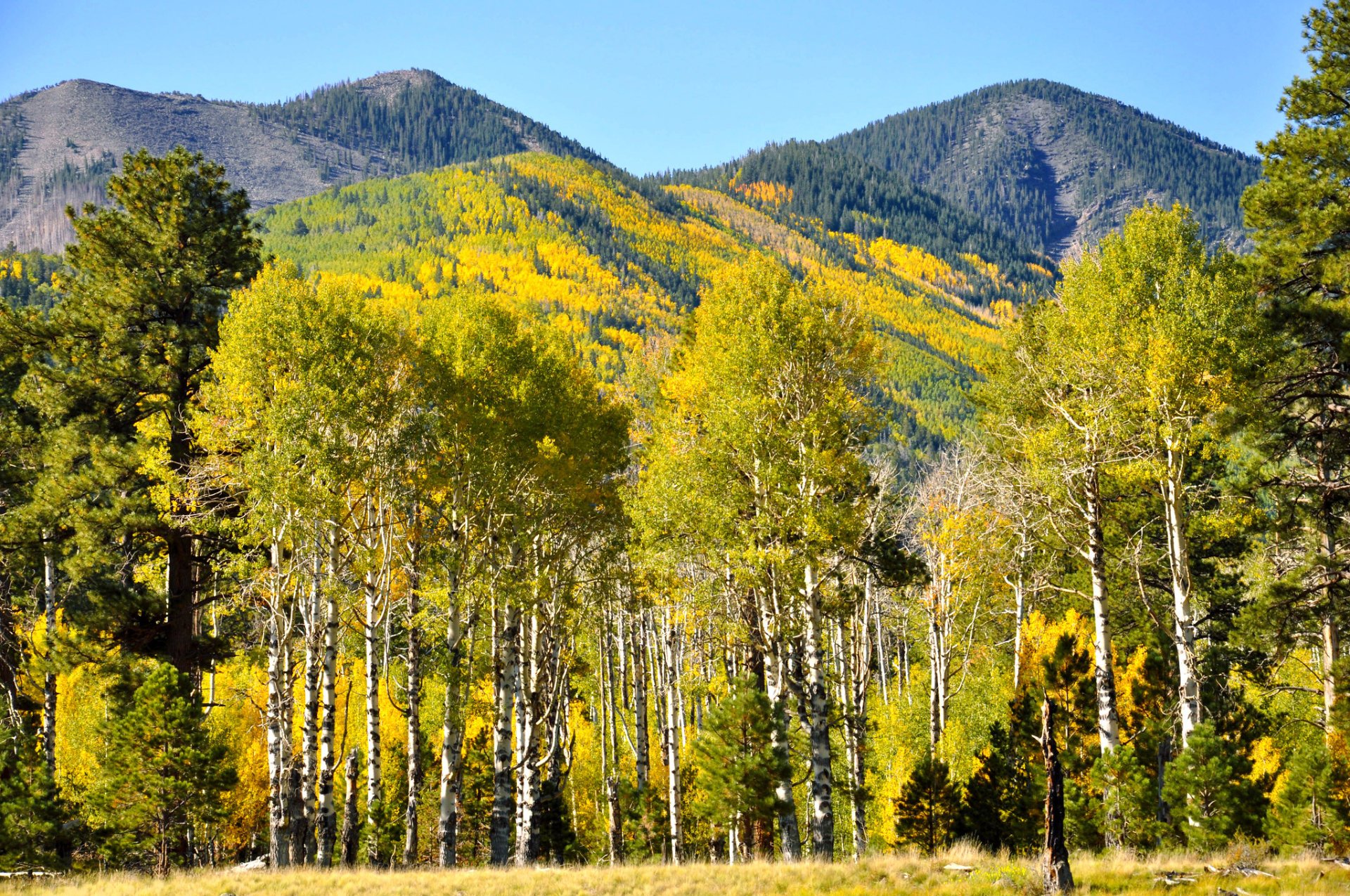 Cores de outono de Flagstaff