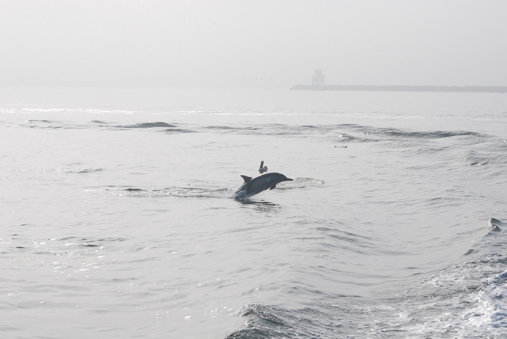 Observação de baleias e golfinhos