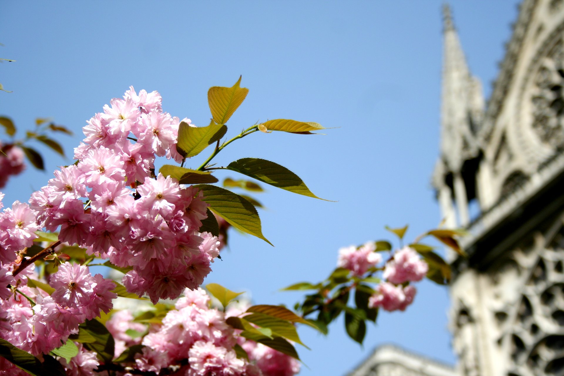 Cerezos en flor en Madrid, 2024