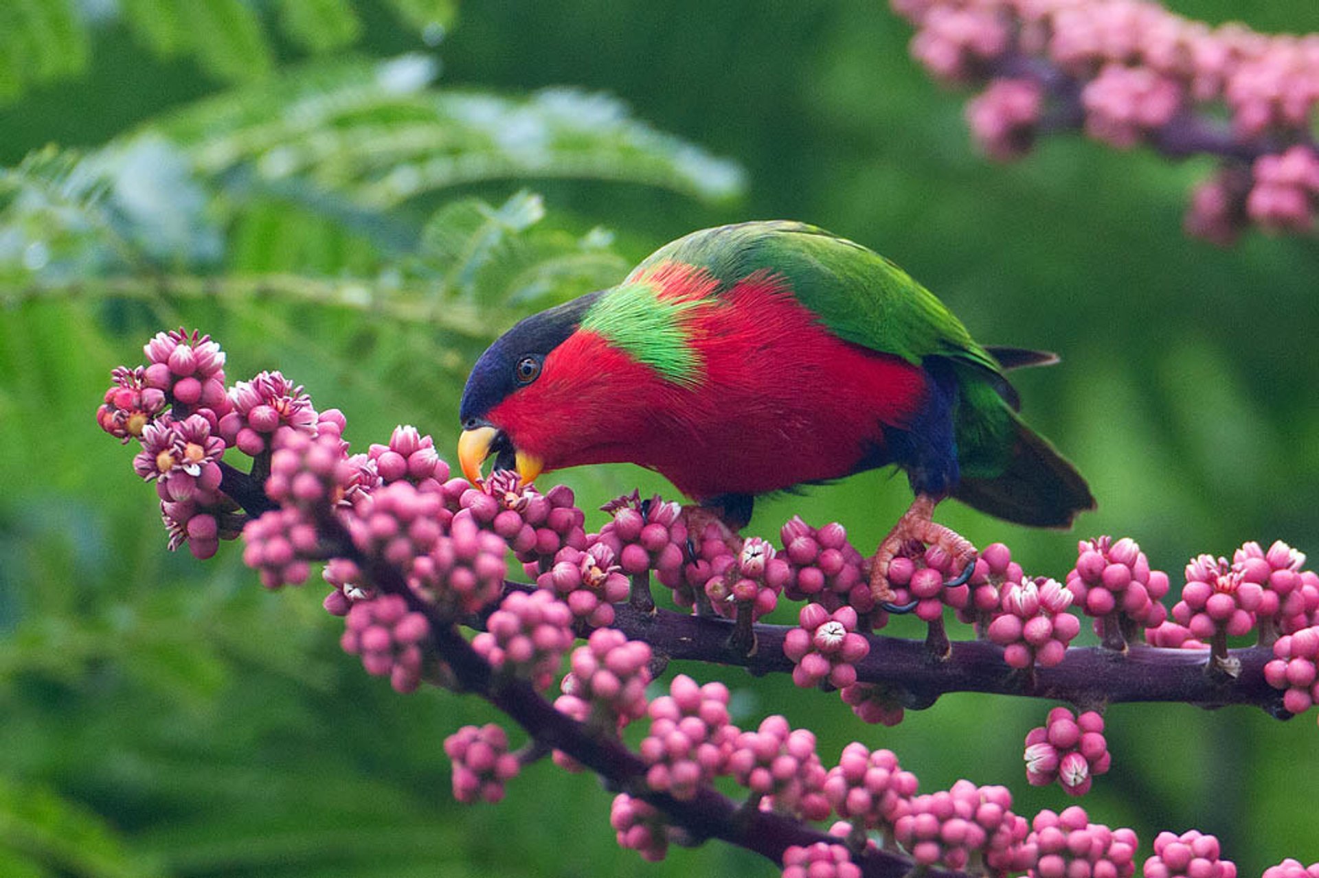 Temporada de cría de Lory colada