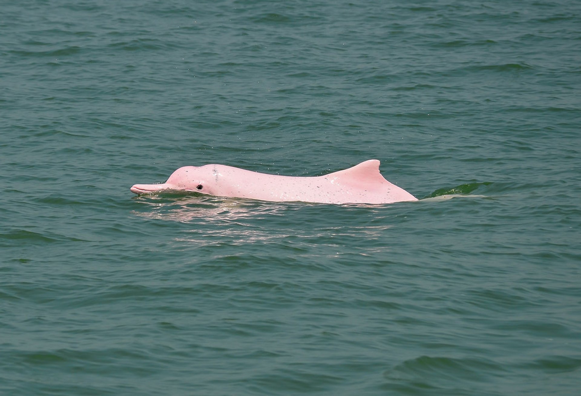 Observação de golfinhos cor de rosa